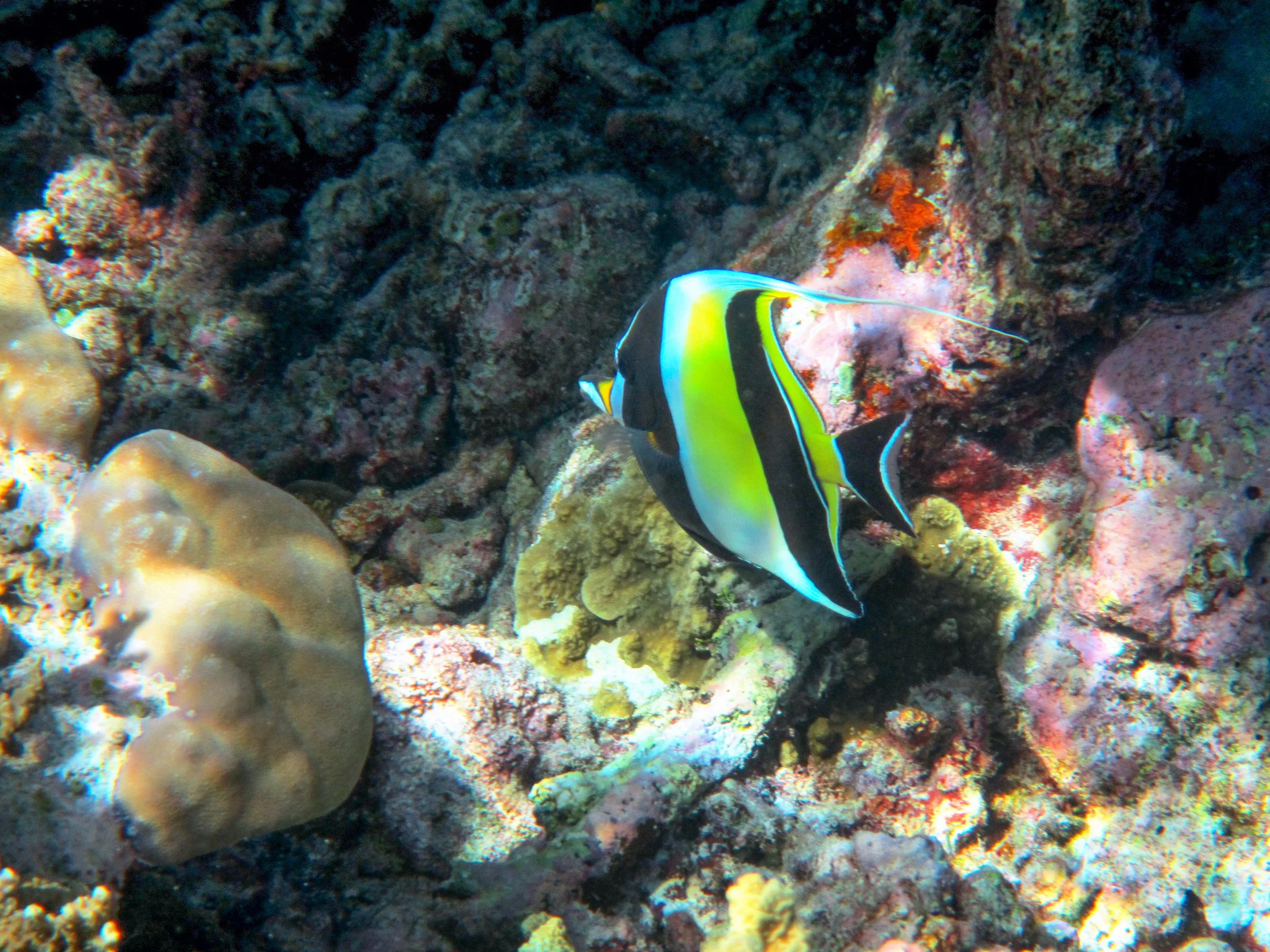 Colorful fish called a Moorish Idol, swimming near coral on coral reef