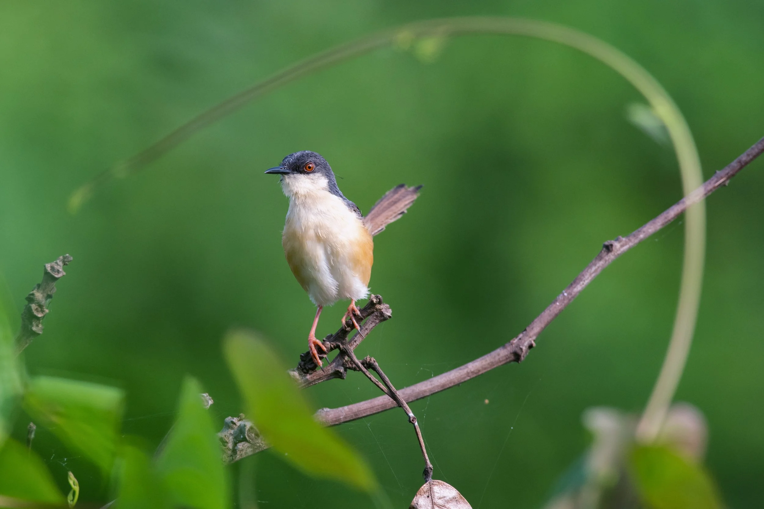 Ashy Prinia, Bhandup, Mumbai, Maharashtra, India