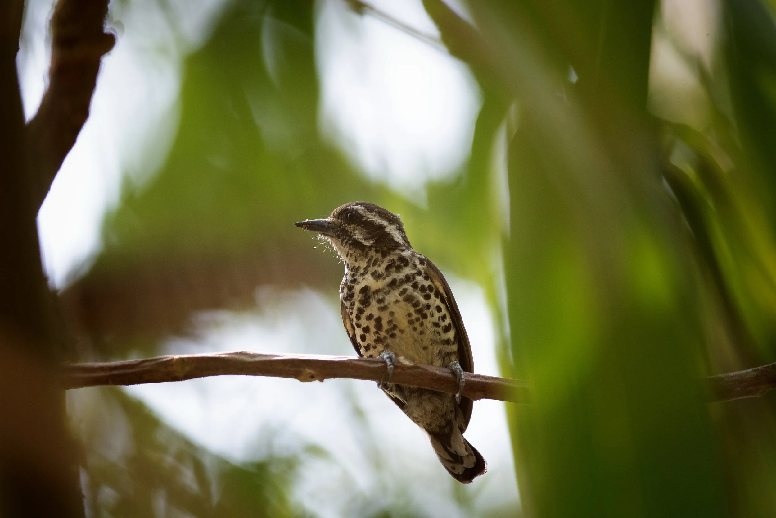 Speckled Piculet, Uruva, Wayanad, Kerala, India