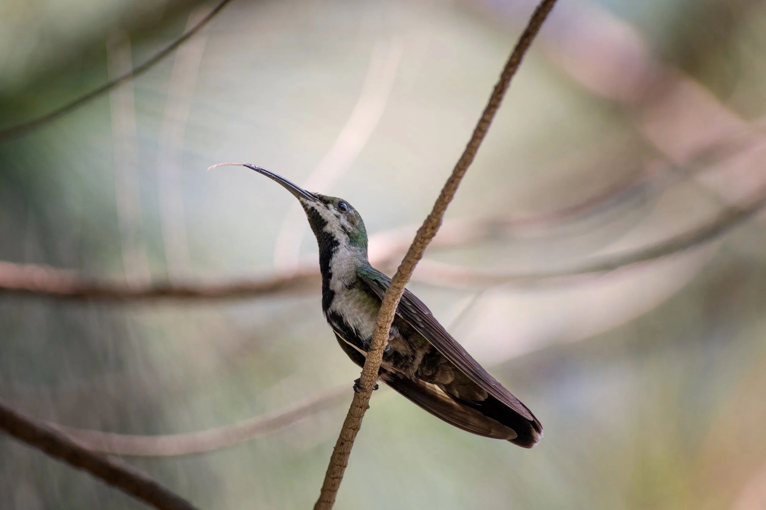 Antillean Mango, Montrouis, Artibonite, Haiti