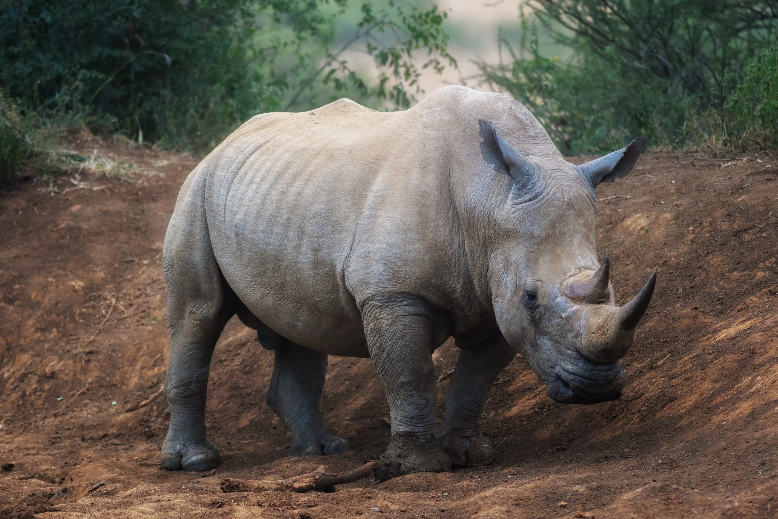 Southern White Rhinoceros, Pilanesberg, South Africa