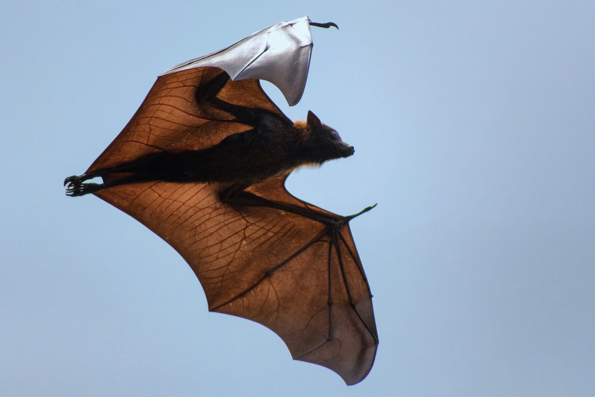 Indian Flying Fox, Saguna Baug, Maharashtra