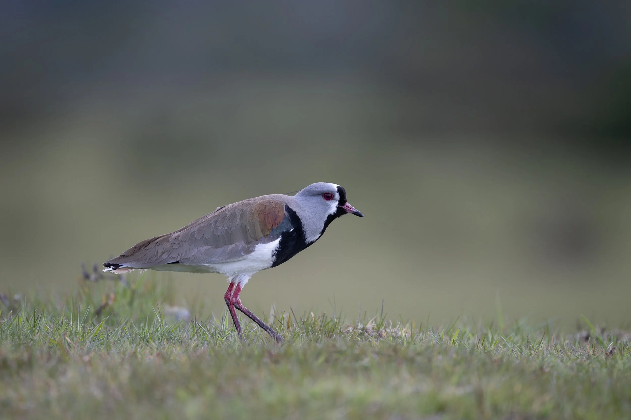 Southern Lapwing (Vanellus chilsensis) - Torres del Paine - Lago Grey, Magallanes, Chile - Digital