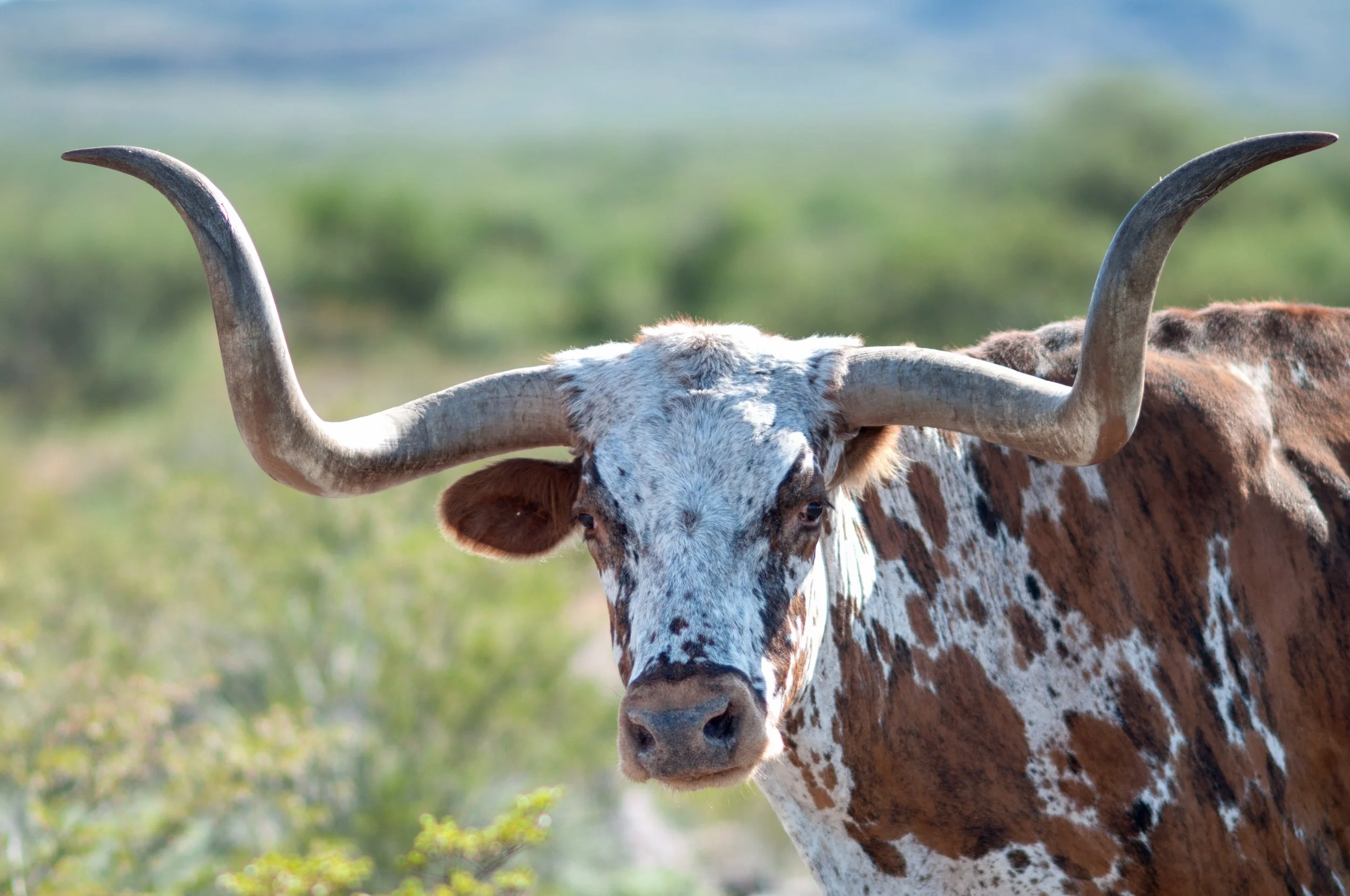 Texas Longhorn, Big Bend Ranch, Brewster County, Texas
