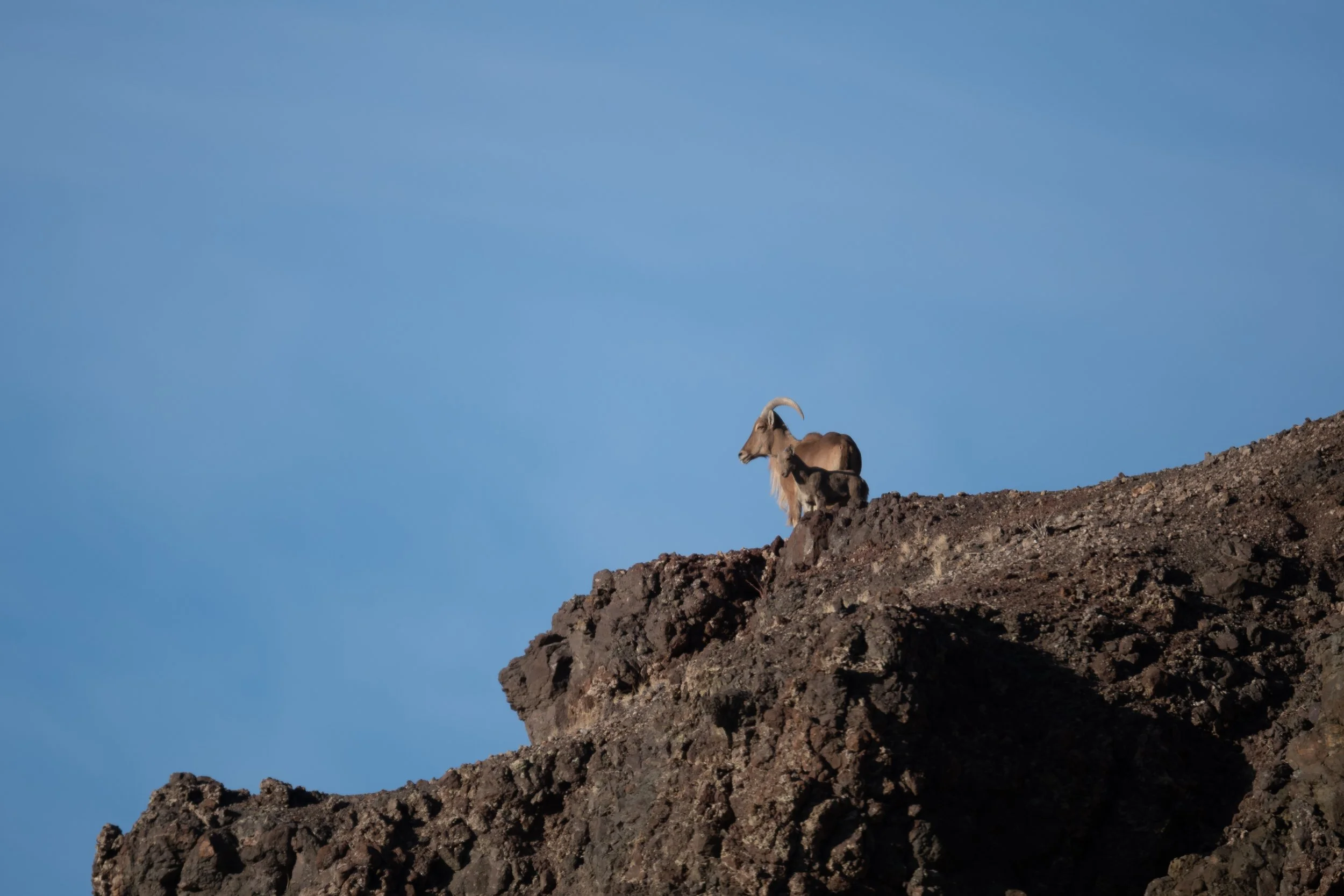 Aoudad (Barbary Sheep) on rocky ridge, Big Bend National Park, Brewster County, Texas