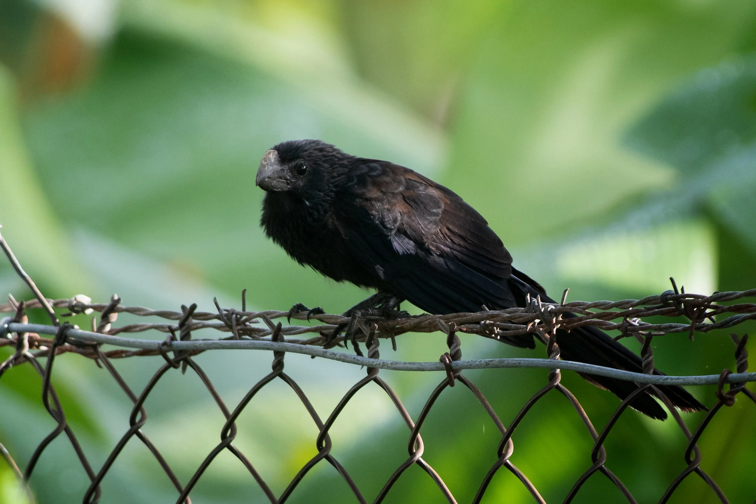 Smooth-billed Ani, Montrouis, Artibonite, Haiti