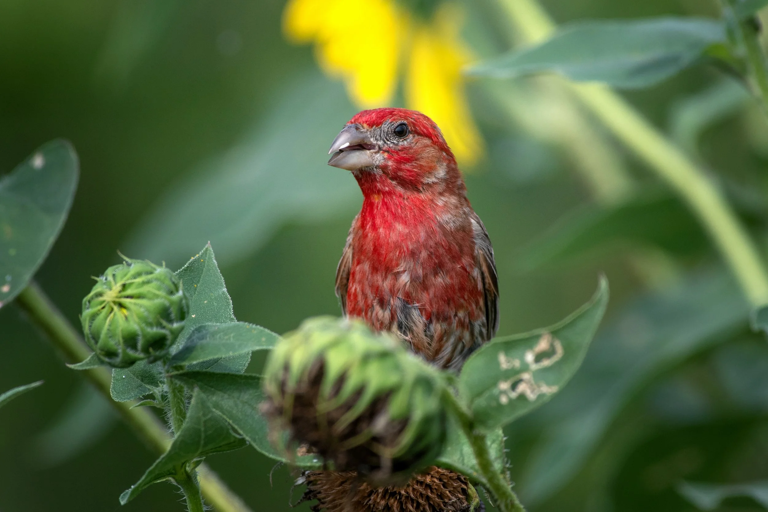House Finch, Commons Ford Ranch, Travis County, Texas