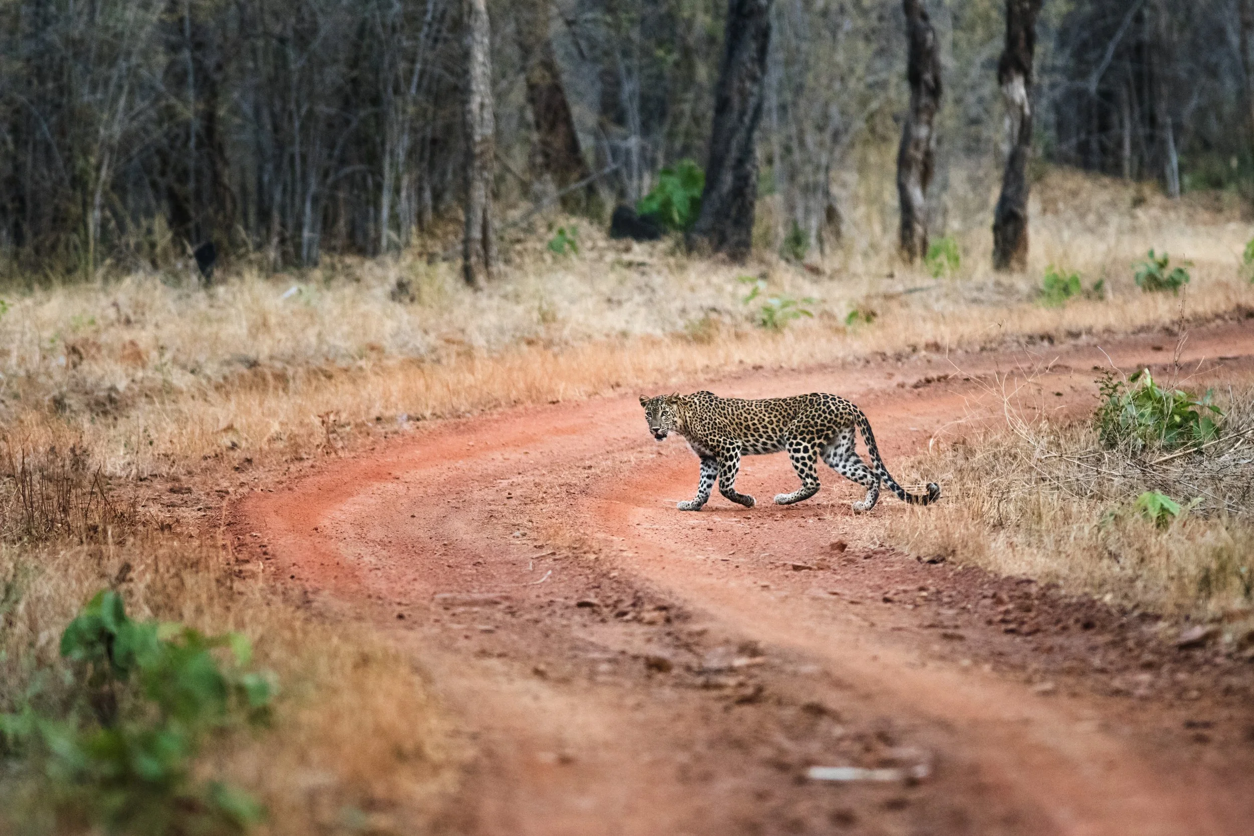 Leopard, Tadoba, India