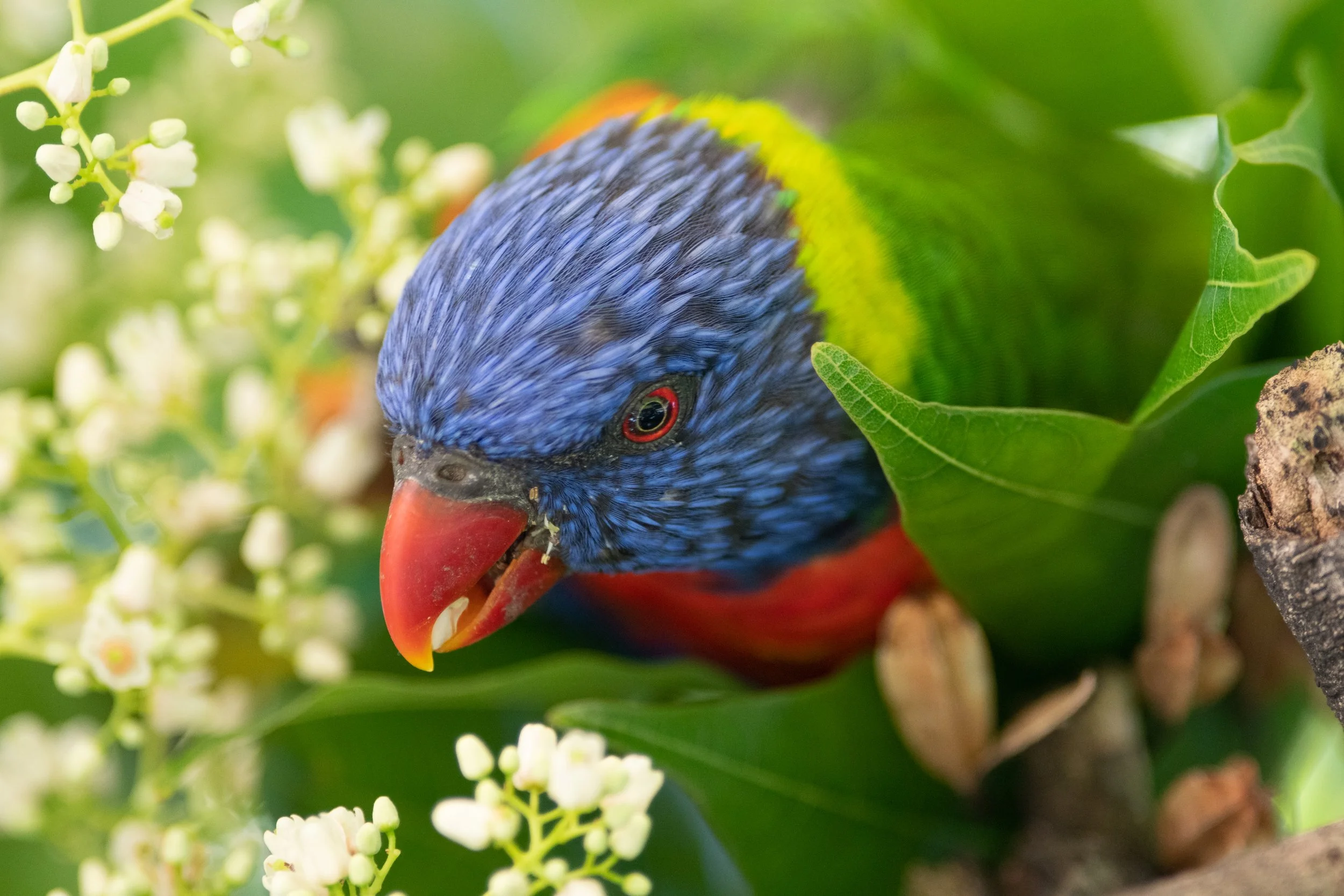 Rainbow Lorikeet, Kings Park, Perth, Western Australia, Australia