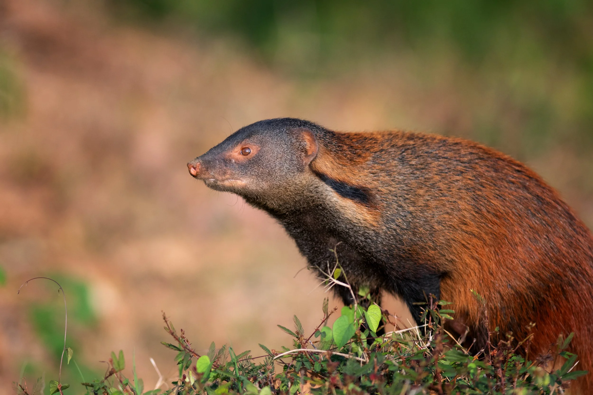 Stripe-necked Mongoose, Thekkaddy, Kerala