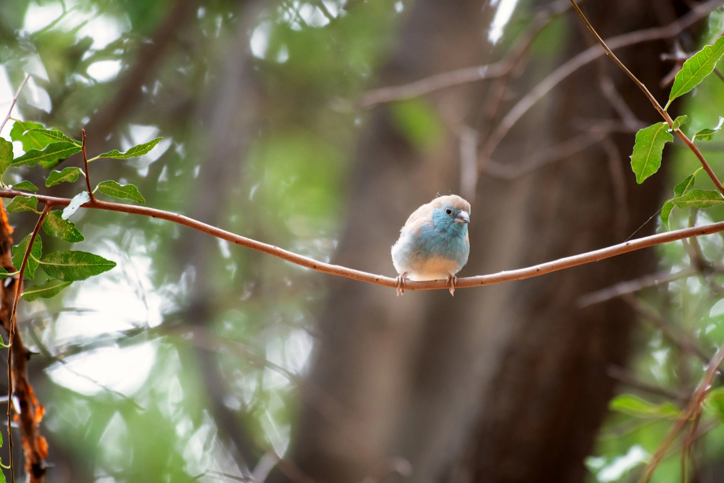Southern Cordonbleu, Pilanesberg National Park, North-West, South Africa
