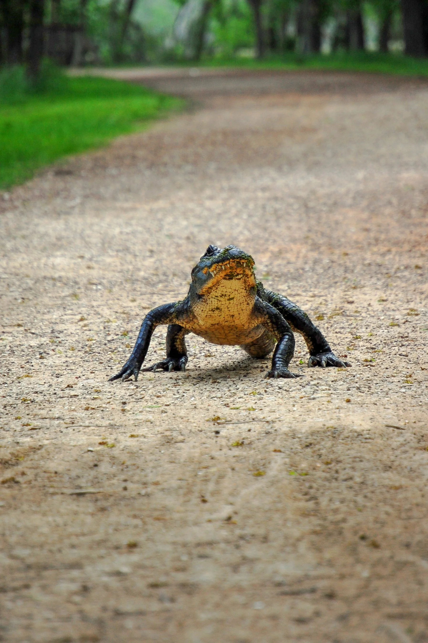 American Alligator, Brazos Bend