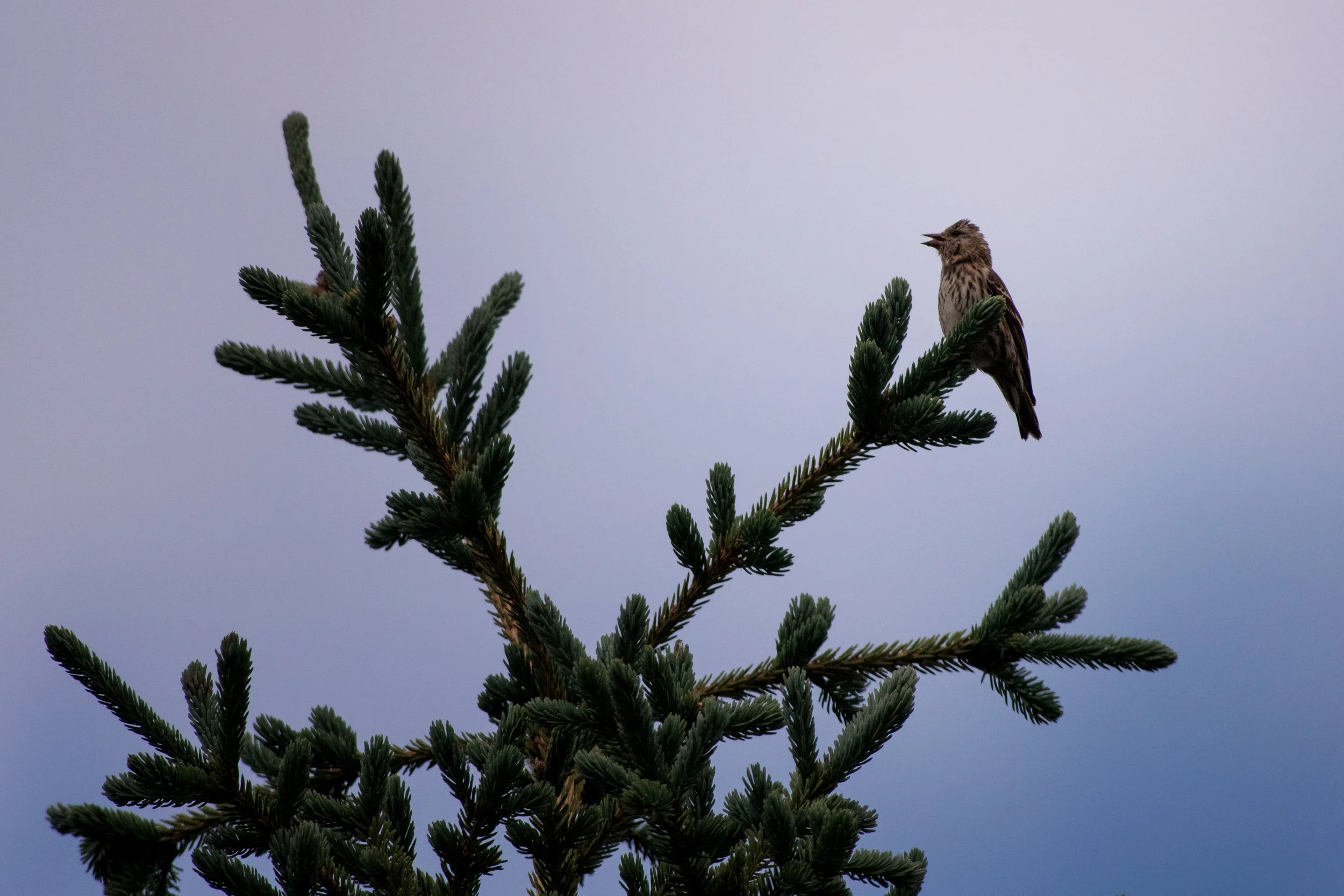 Pine Siskin, Denali National Park and Preserve, Denali Borough, Alaska