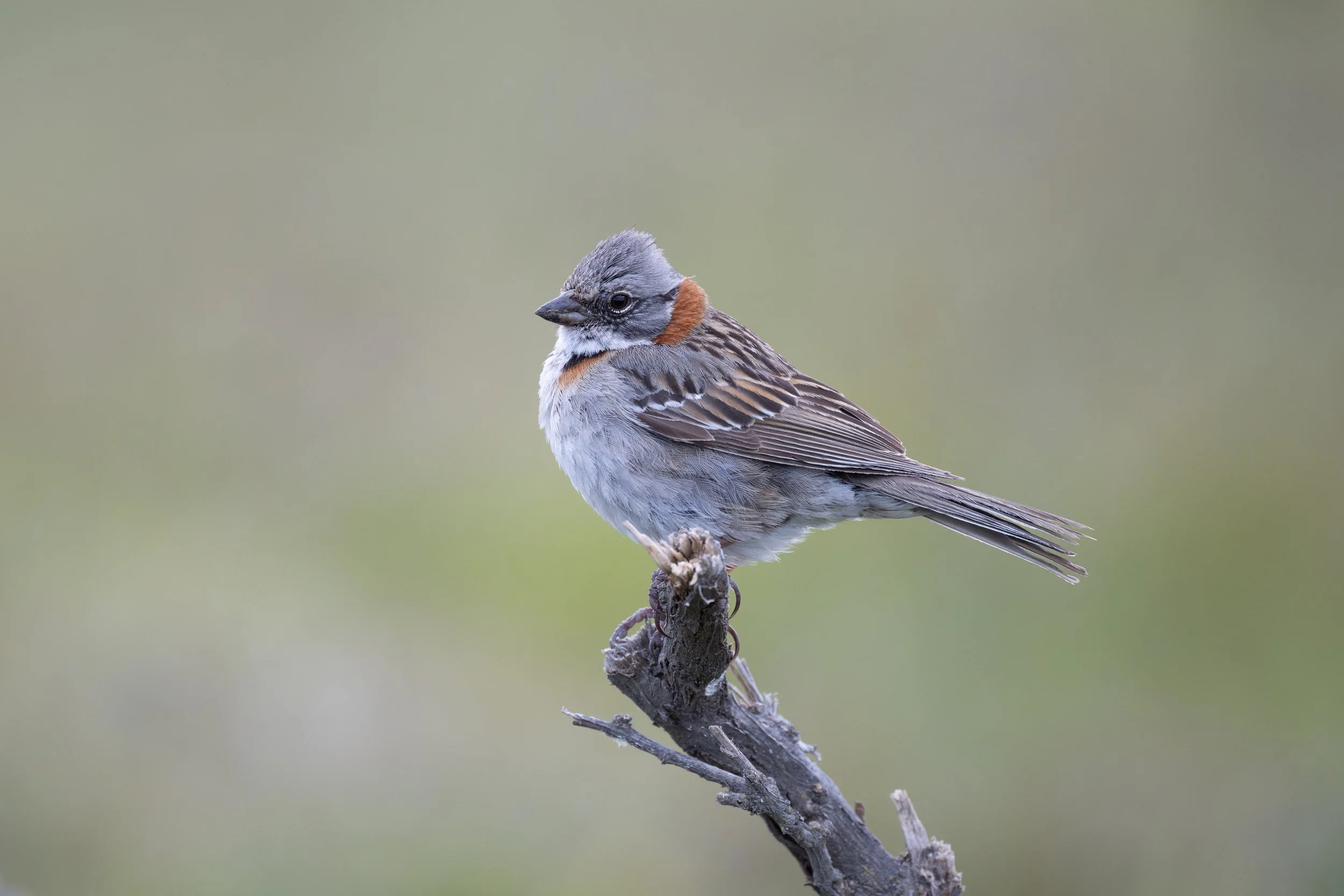 Rufous-collared Sparrow (Patagonian) (Zonotrichia capensis australis) - Torres del Paine - Lago Grey, Magallanes, Chile - Digital