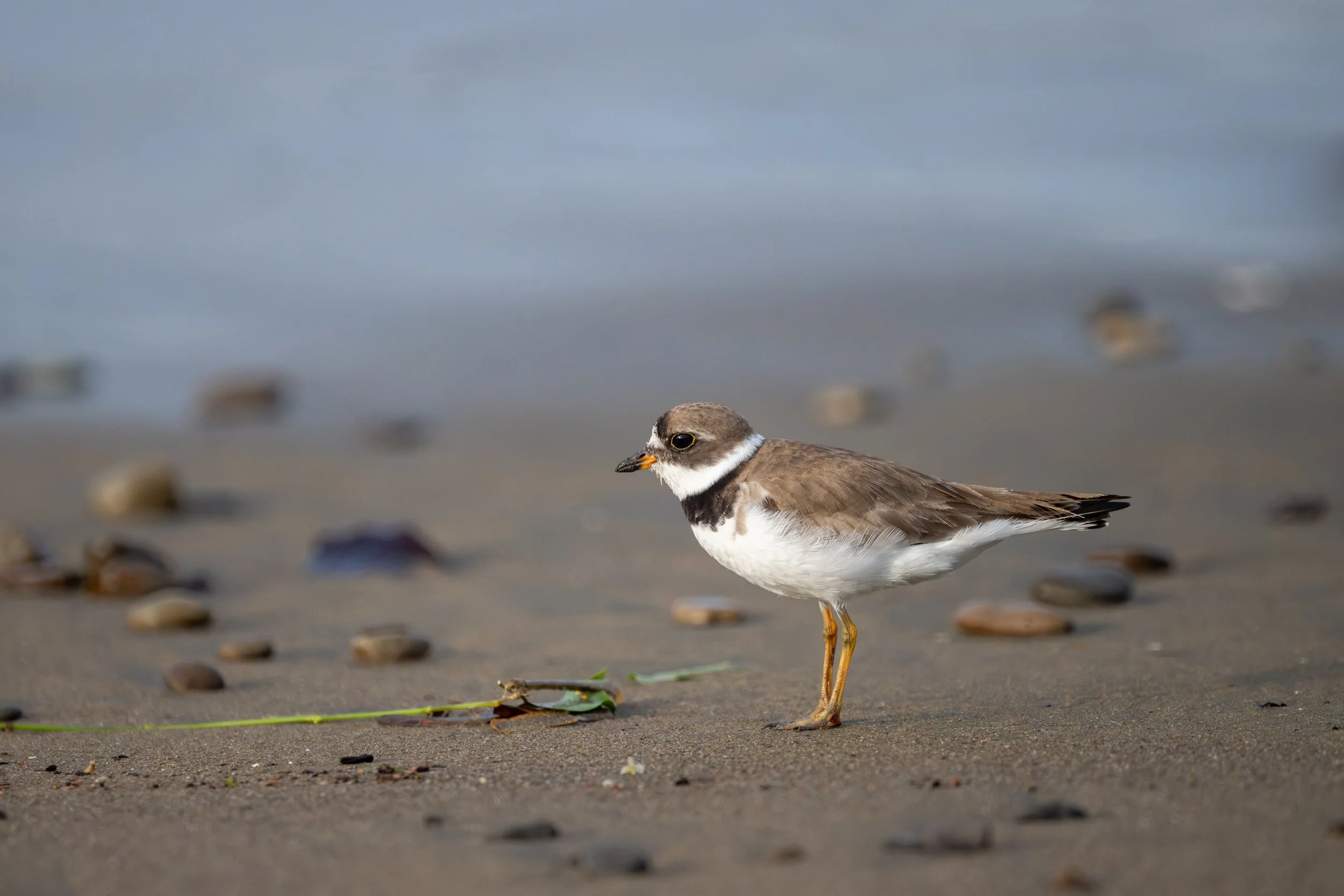 Semipalmated Plover (Charadrius semipalmatus) - Los Suenos, Puntarenas, Costa Rica - Digital