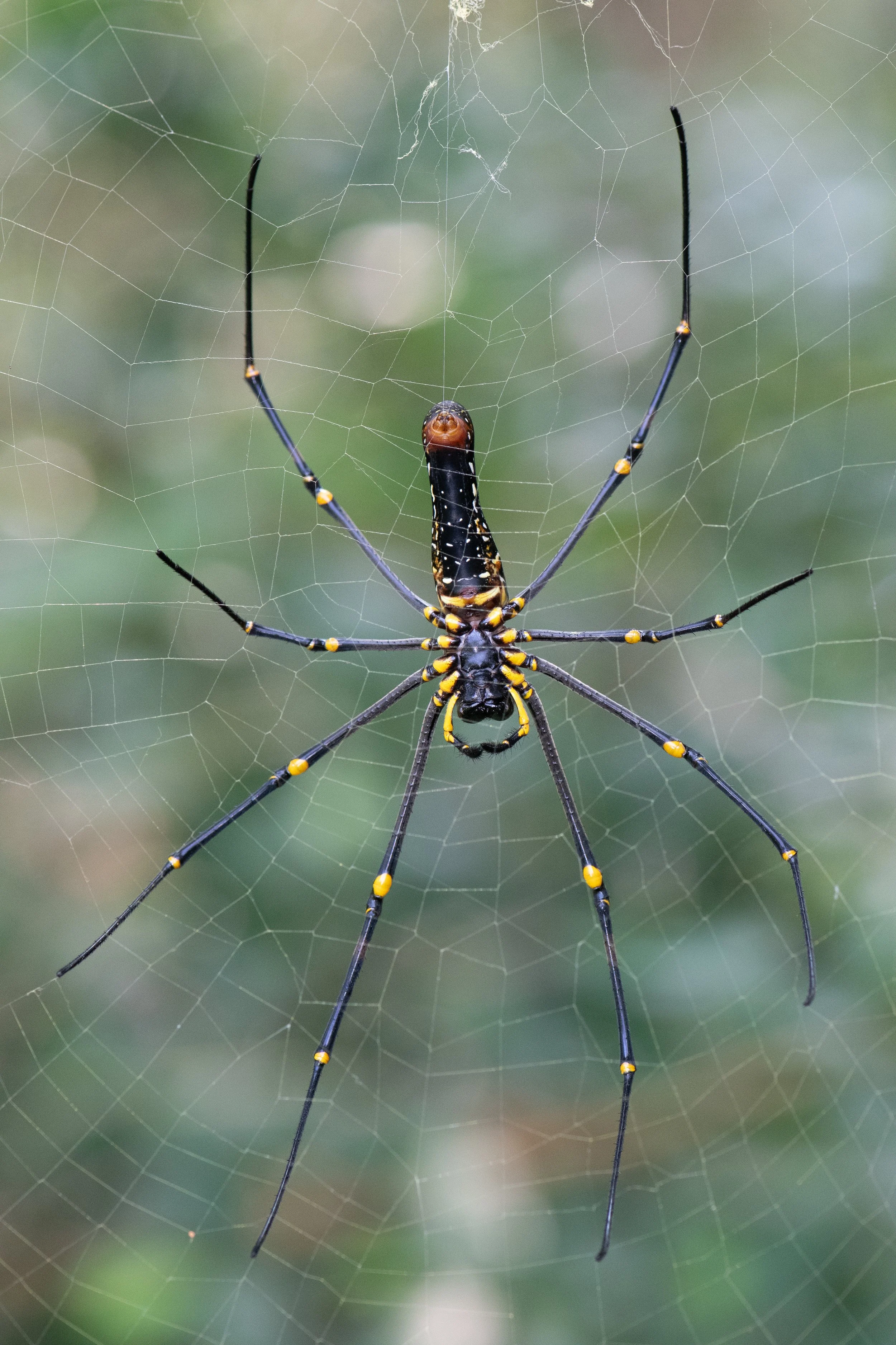 Giant Golden Orb Weaver (Nephila pilipes) - Sanjay Gandhi National Park, Mumbai, Maharashtra, India