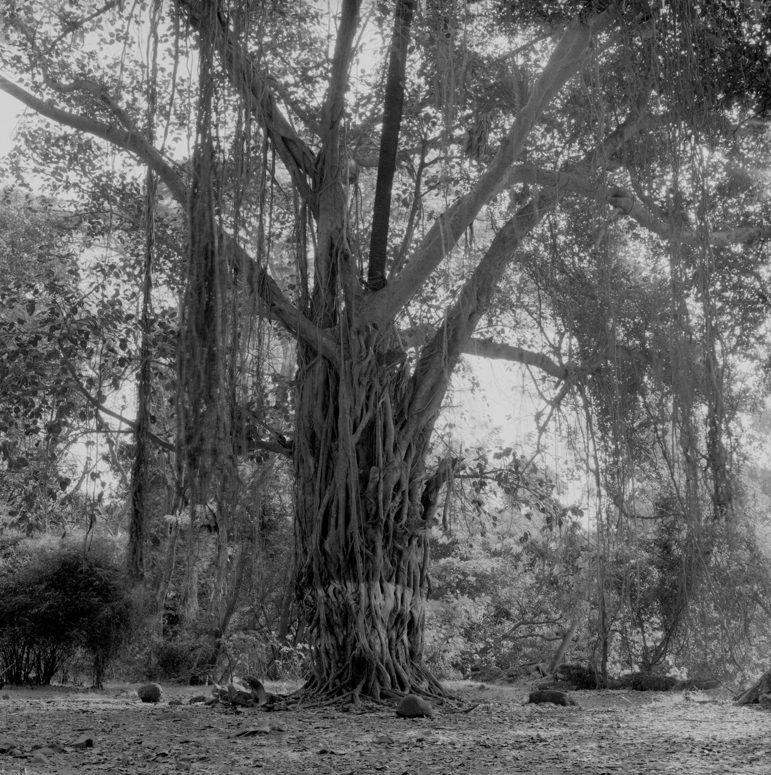 Tree, Sanjay Gandhi National Park, Mumbai, Maharashtra, India