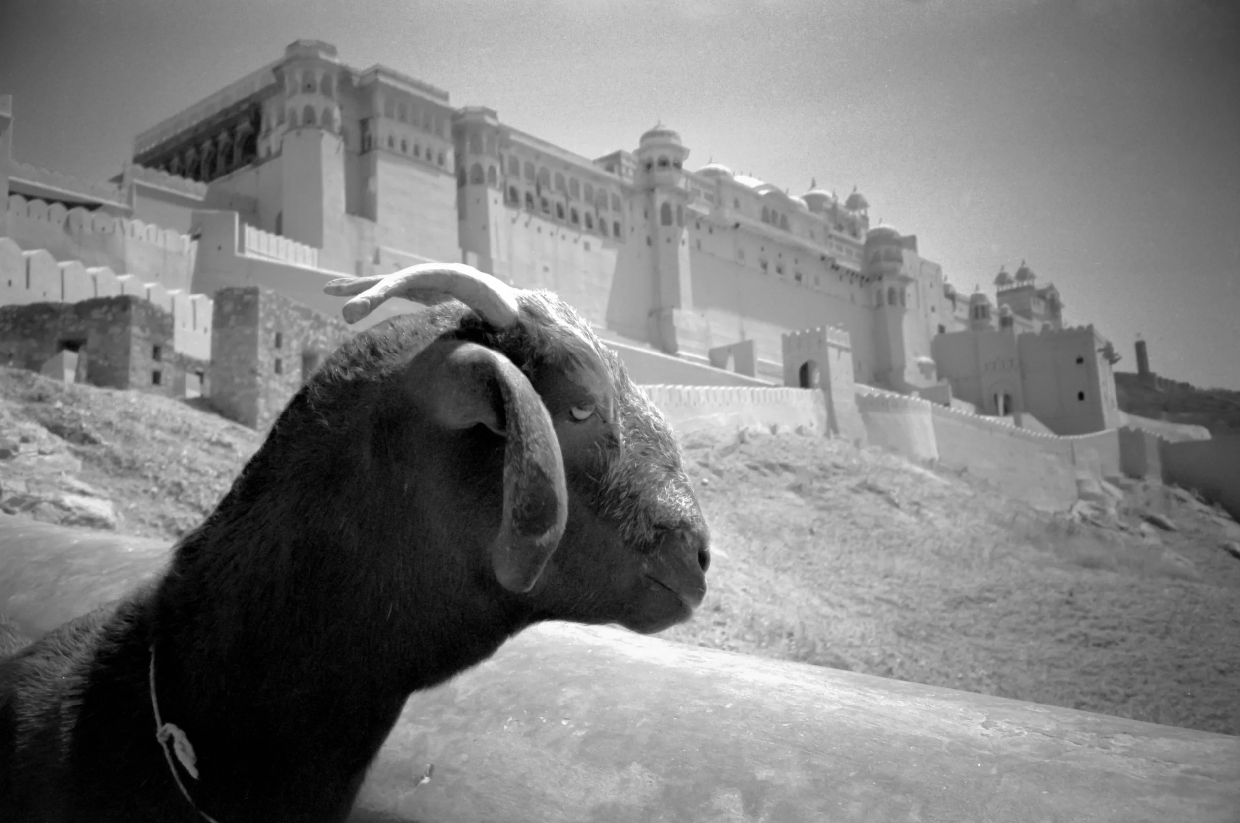 Goat in Jaipur, Rajasthan, India
