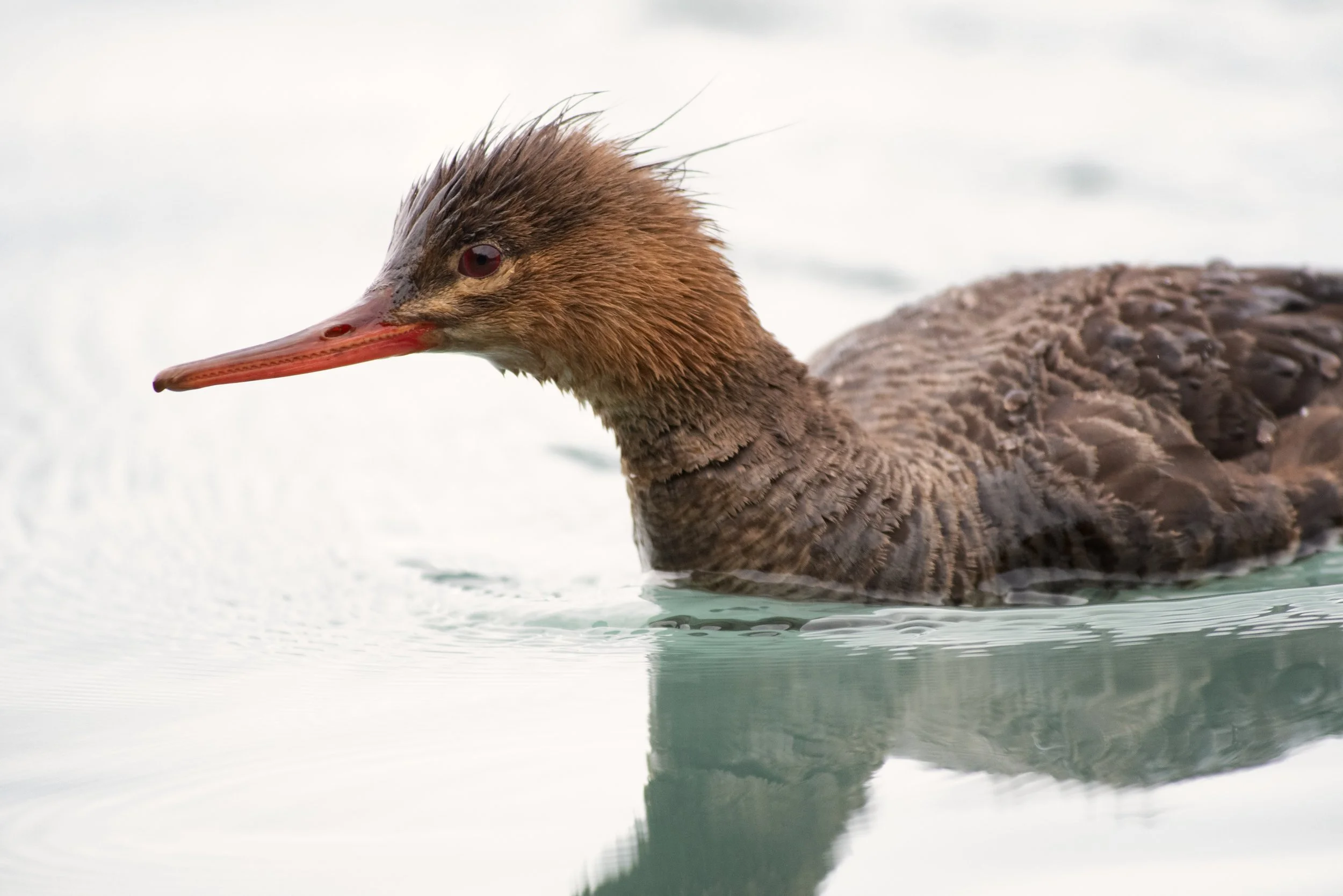 Red-breasted Merganser, Kenai Lake, Kenai Peninsula Borough, Alaska