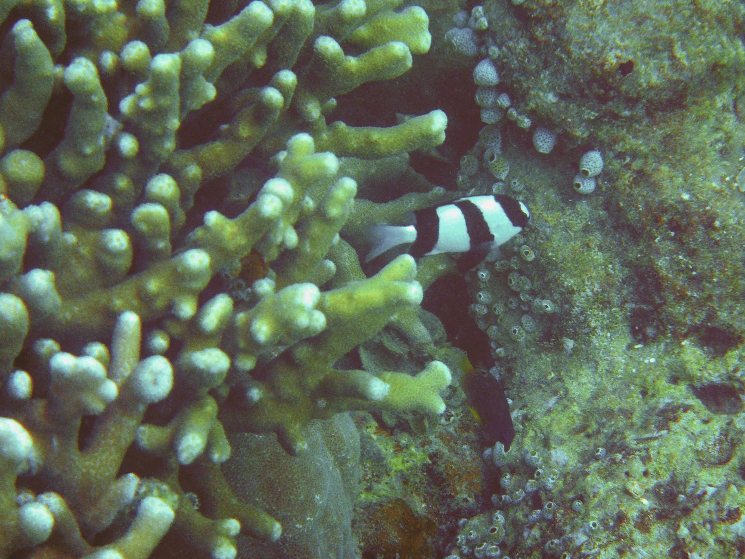 Whitetail Dascyllus, Underwater scene of coral reef with a black and white striped fish near coral and small tube sponge colonies.