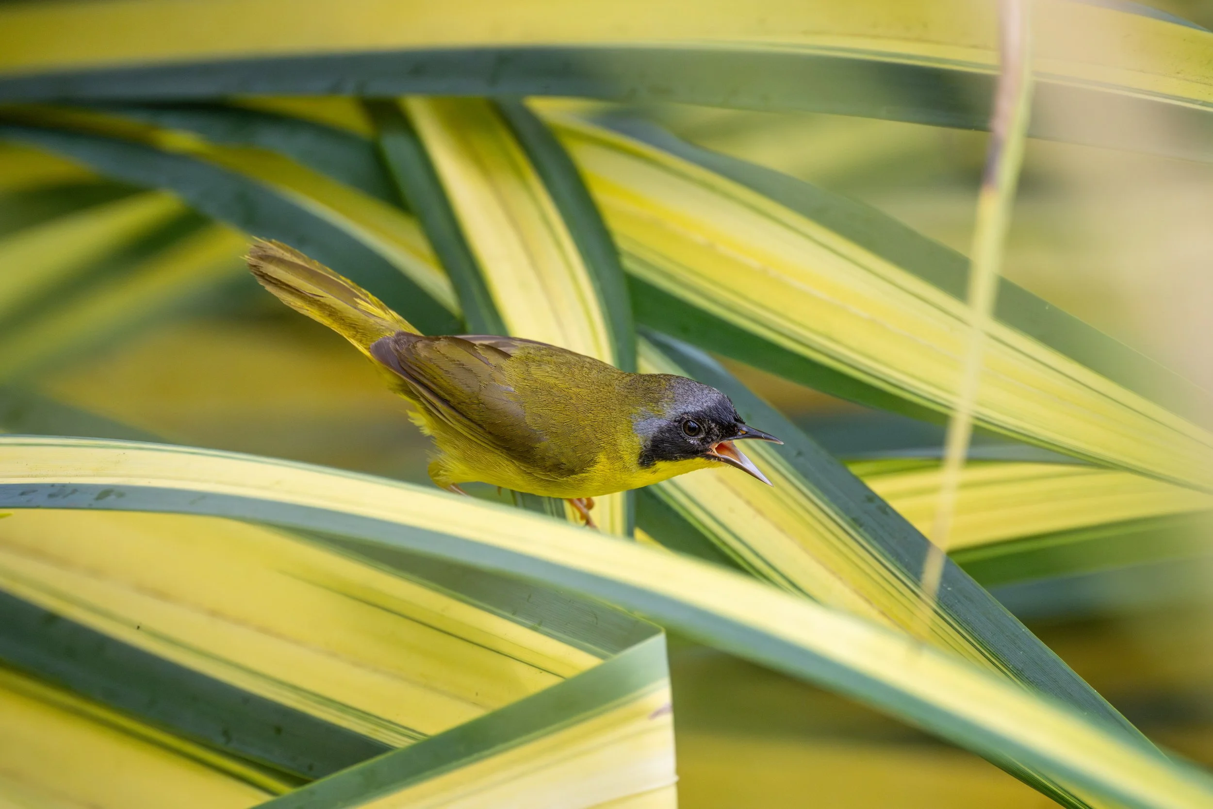 Olive-crowned Yellowthroat (Chiriqui) (Geothlypis semiflava chiriquiensis) - San Vito Airport Laguna, Puntarenas, Costa Rica - Digital