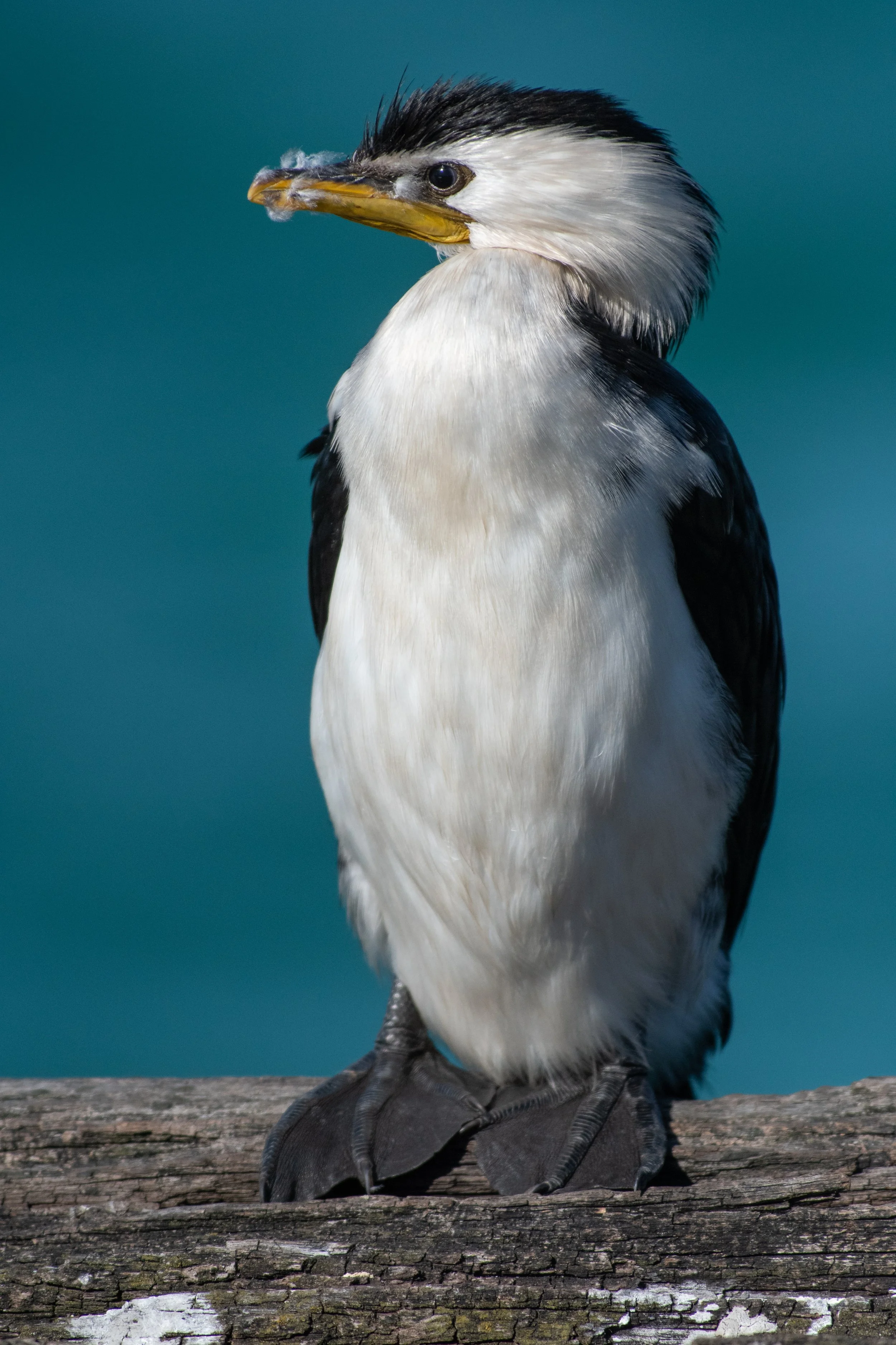 Little Pied Cormorant, Busselton, Western Australia, Australia