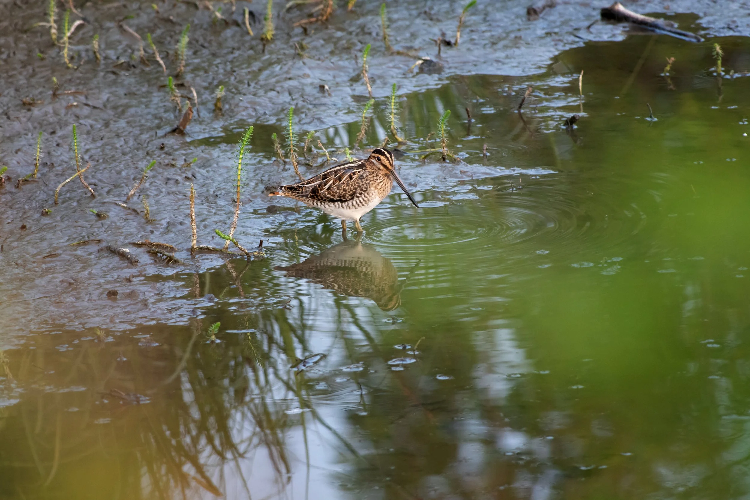 Wilson's Snipe, Potter Marsh, Anchorage Borough, Alaska
