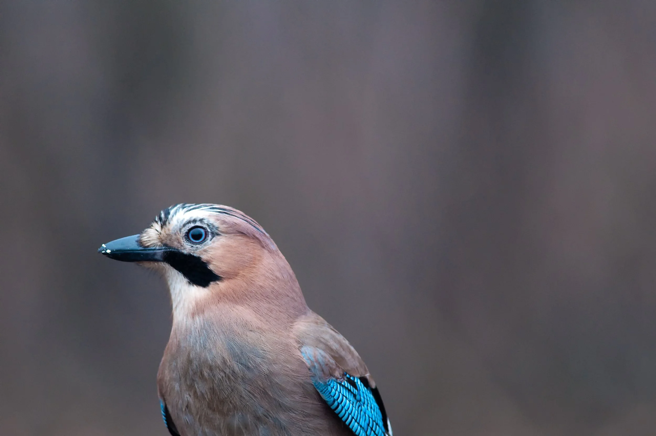 Eurasian Jay, Golyamo Dryanovo, Stara Zagora, Bulgaria