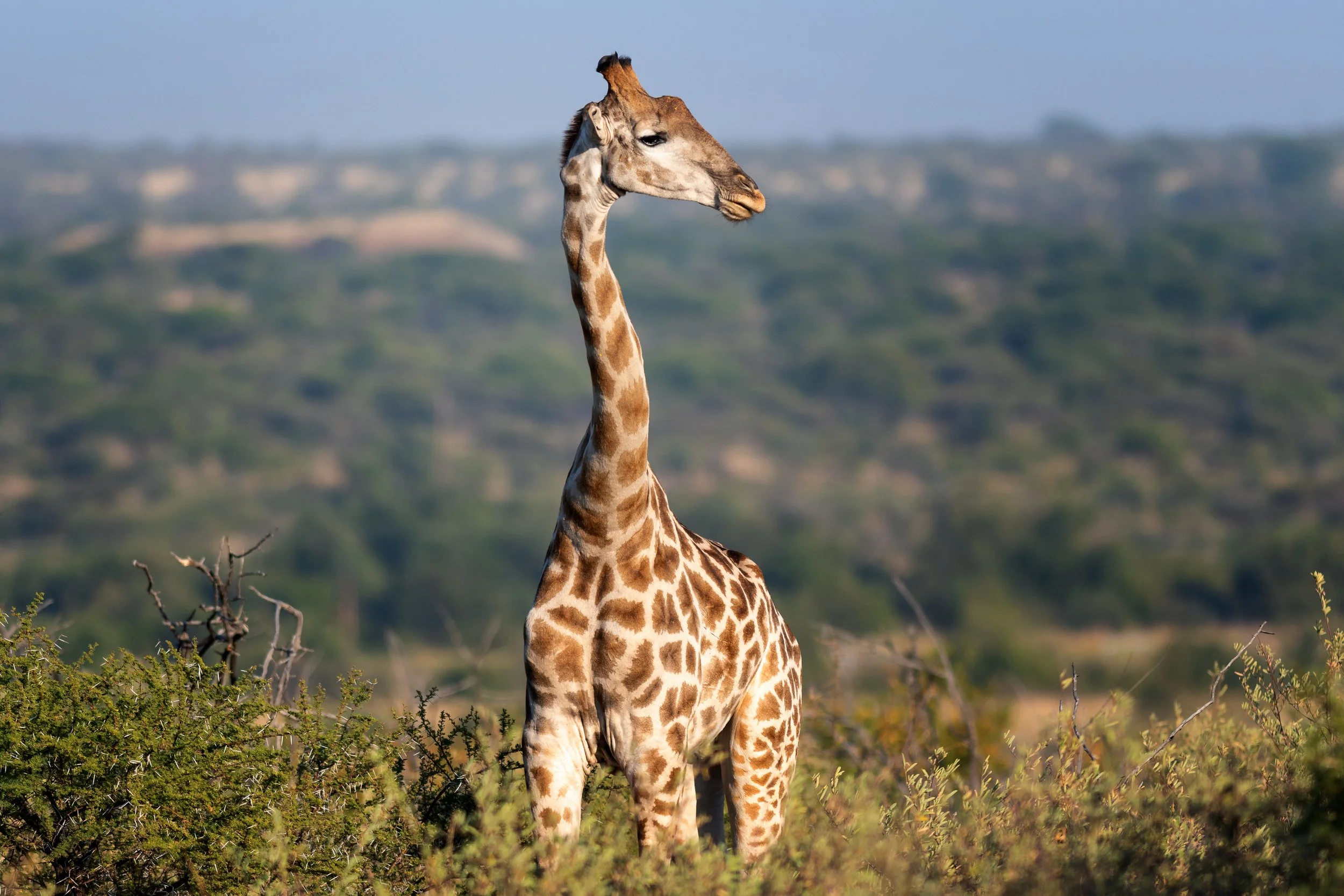Cape Giraffe, Pilanesberg, South Africa