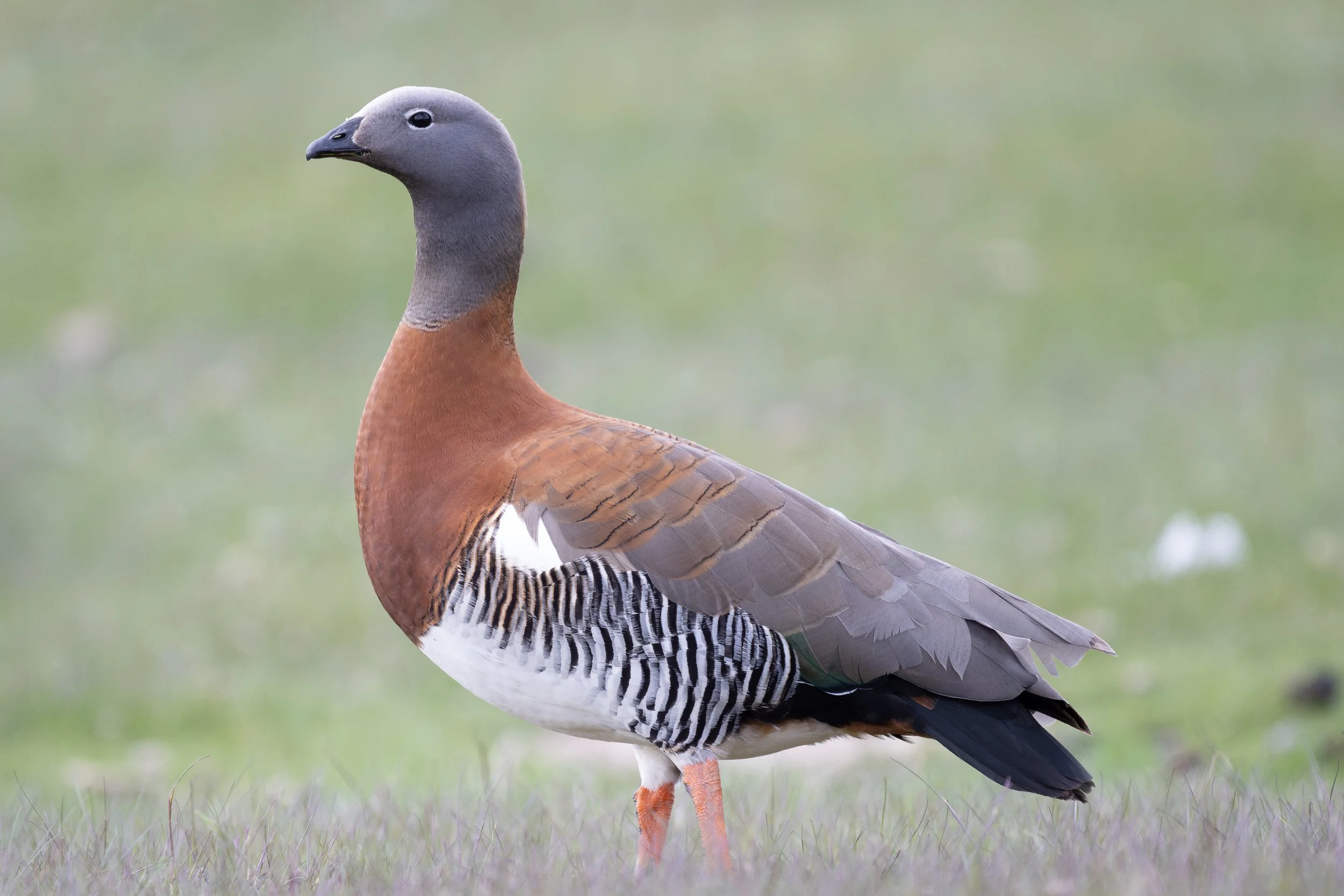 Ashy-headed Goose (Chloephaga poliocephala) - Torres del Paine - Lago Grey, Magallanes, Chile - Digital