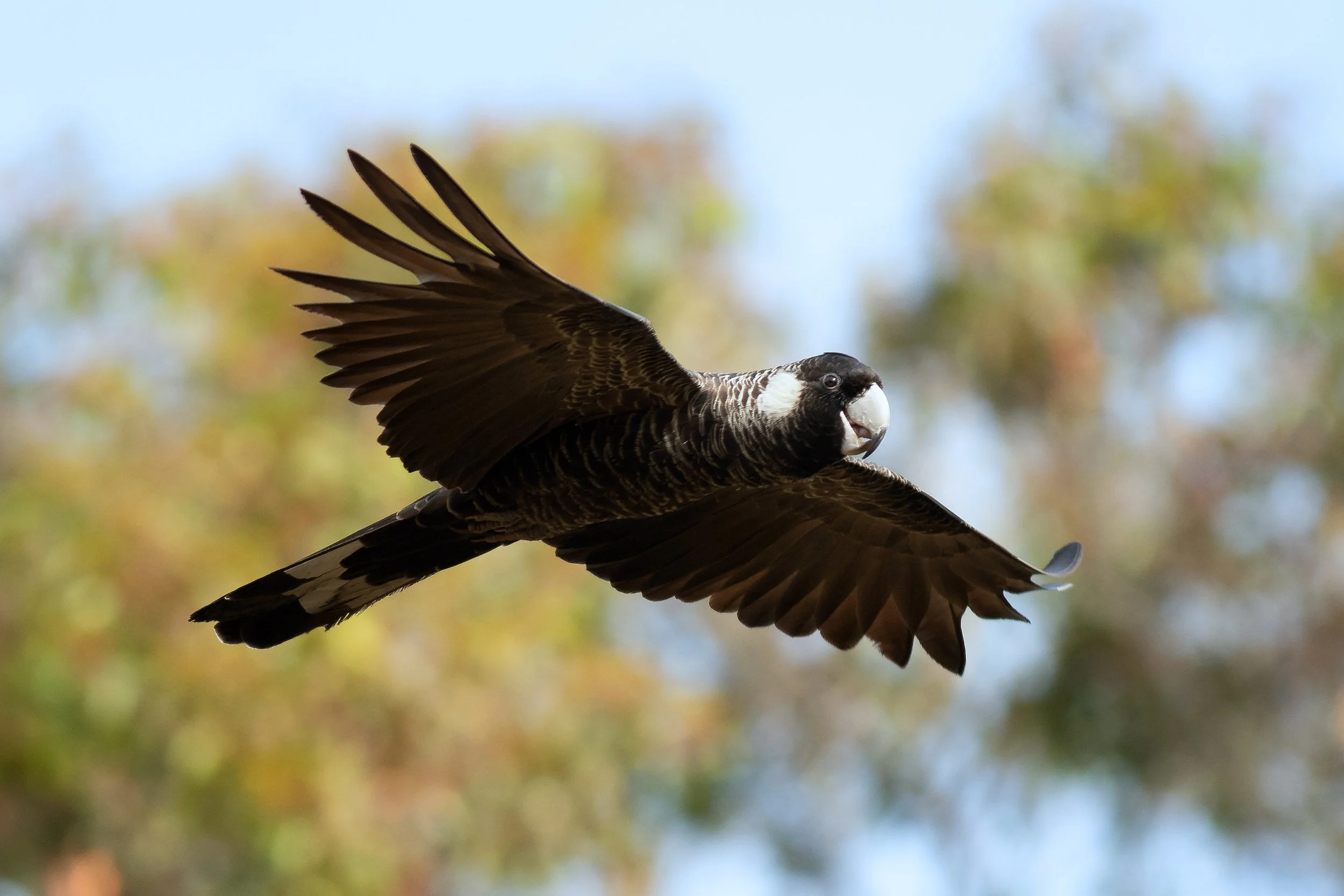 Baudin's Black-Cockatoo, Plantagenet, Western Australia, Australia