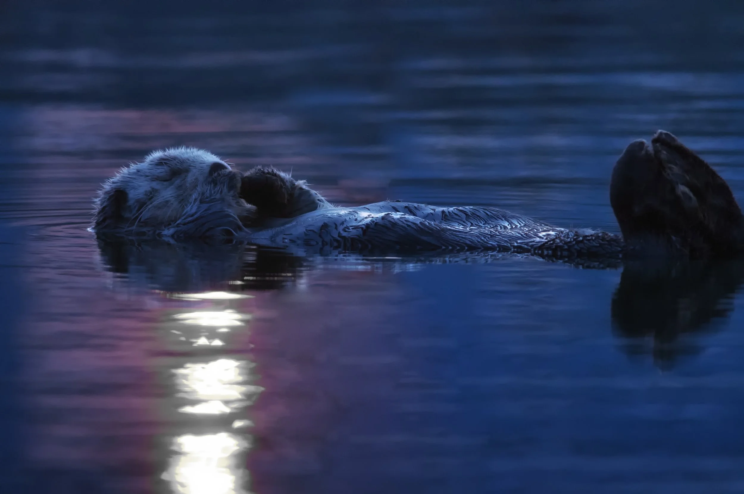 Sea Otter, Alaska, Kenai