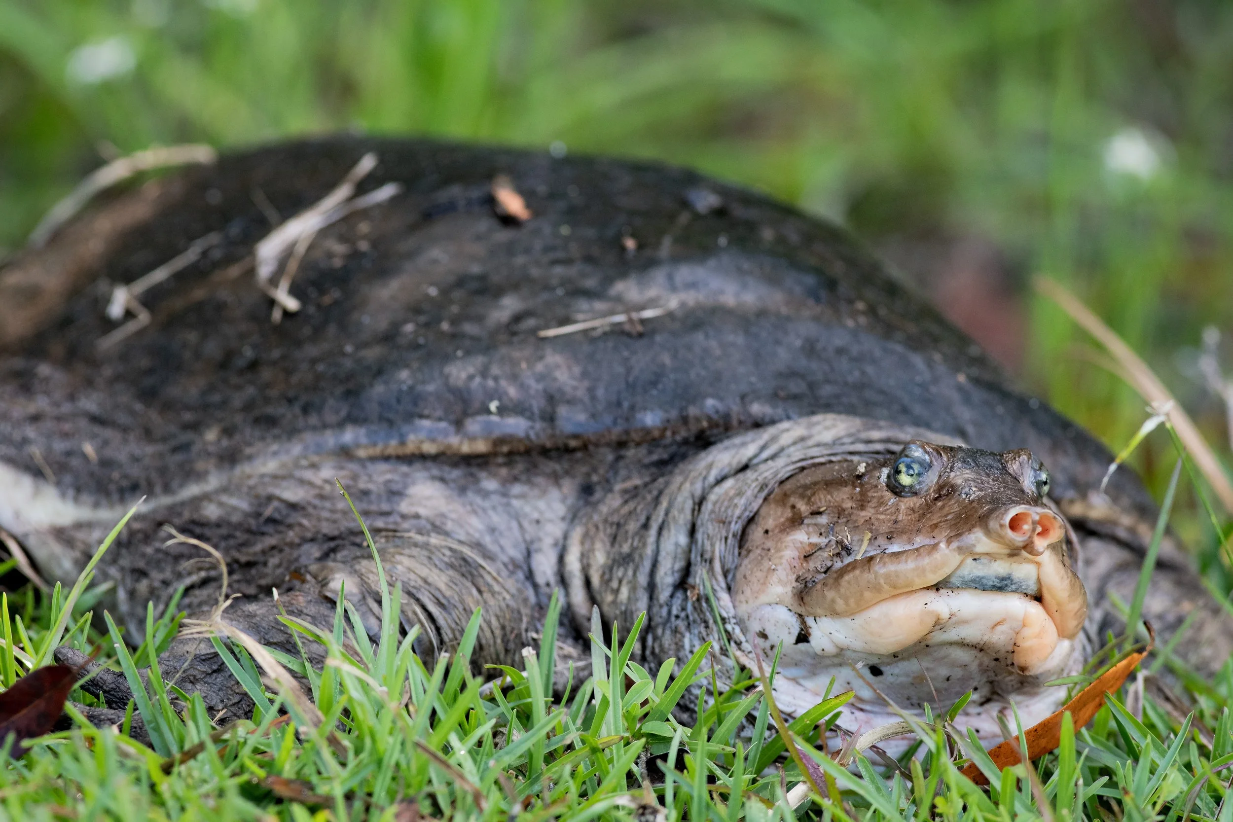 Florida Softshell Turtle, Everglades
