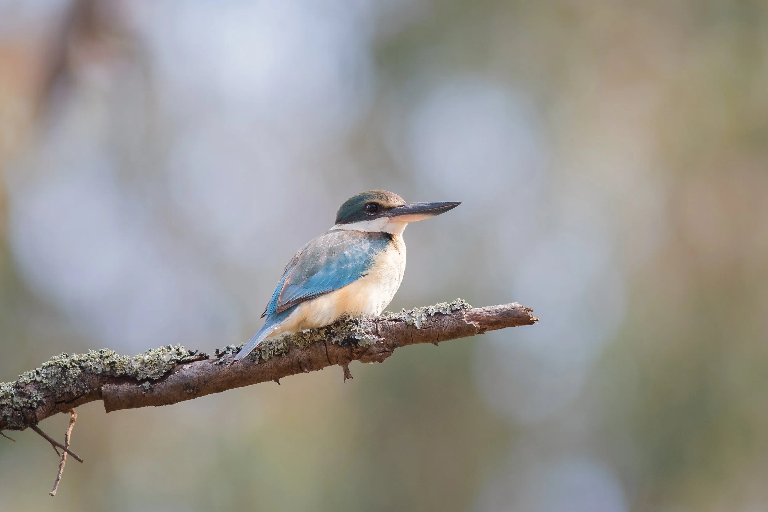 Sacred Kingfisher, Lake Muir Nature Reserve, Manjimup, Western Australia, Australia