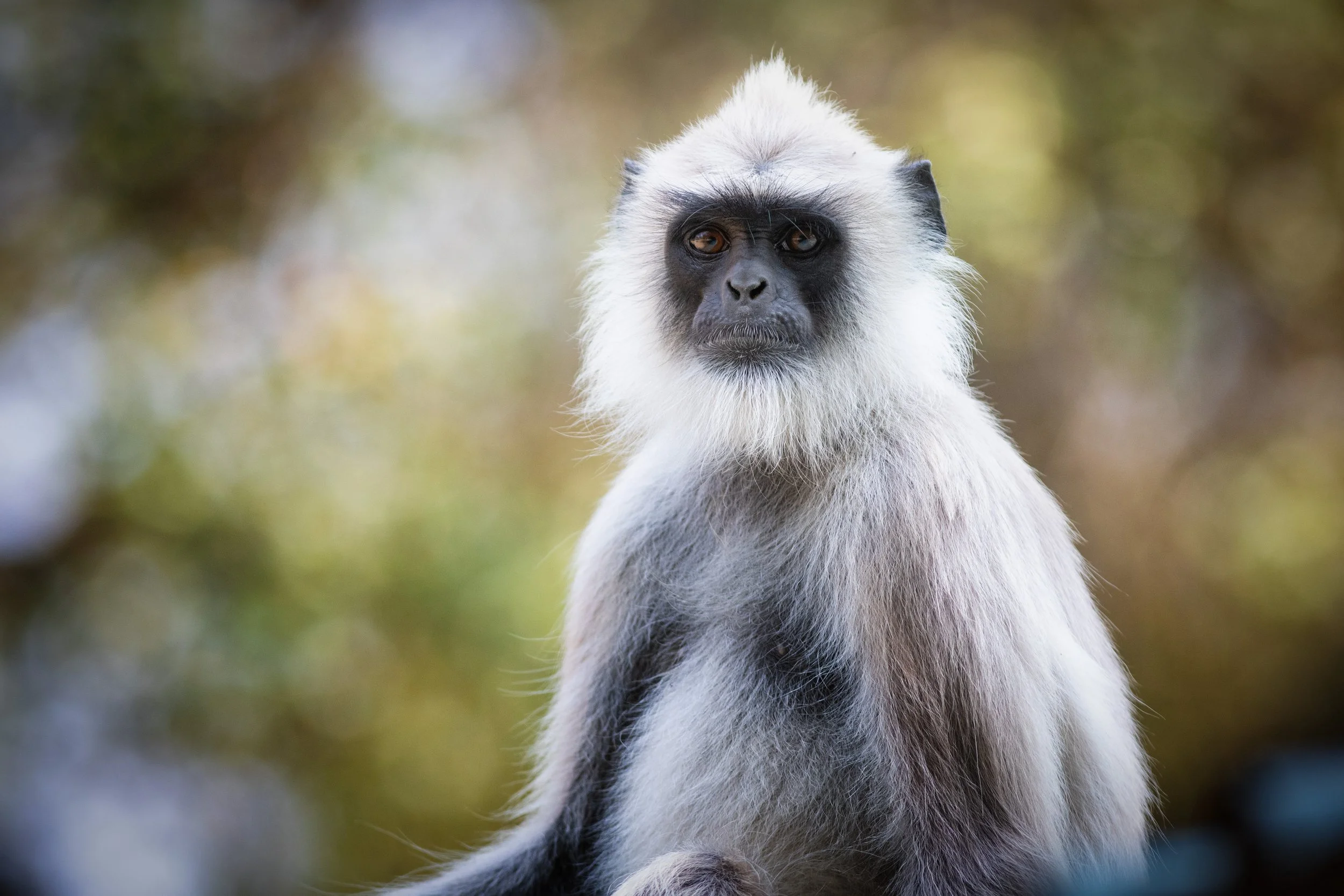 Gray Lengur, Masinagudi, The Nilgiris, Tamil Nadu, India