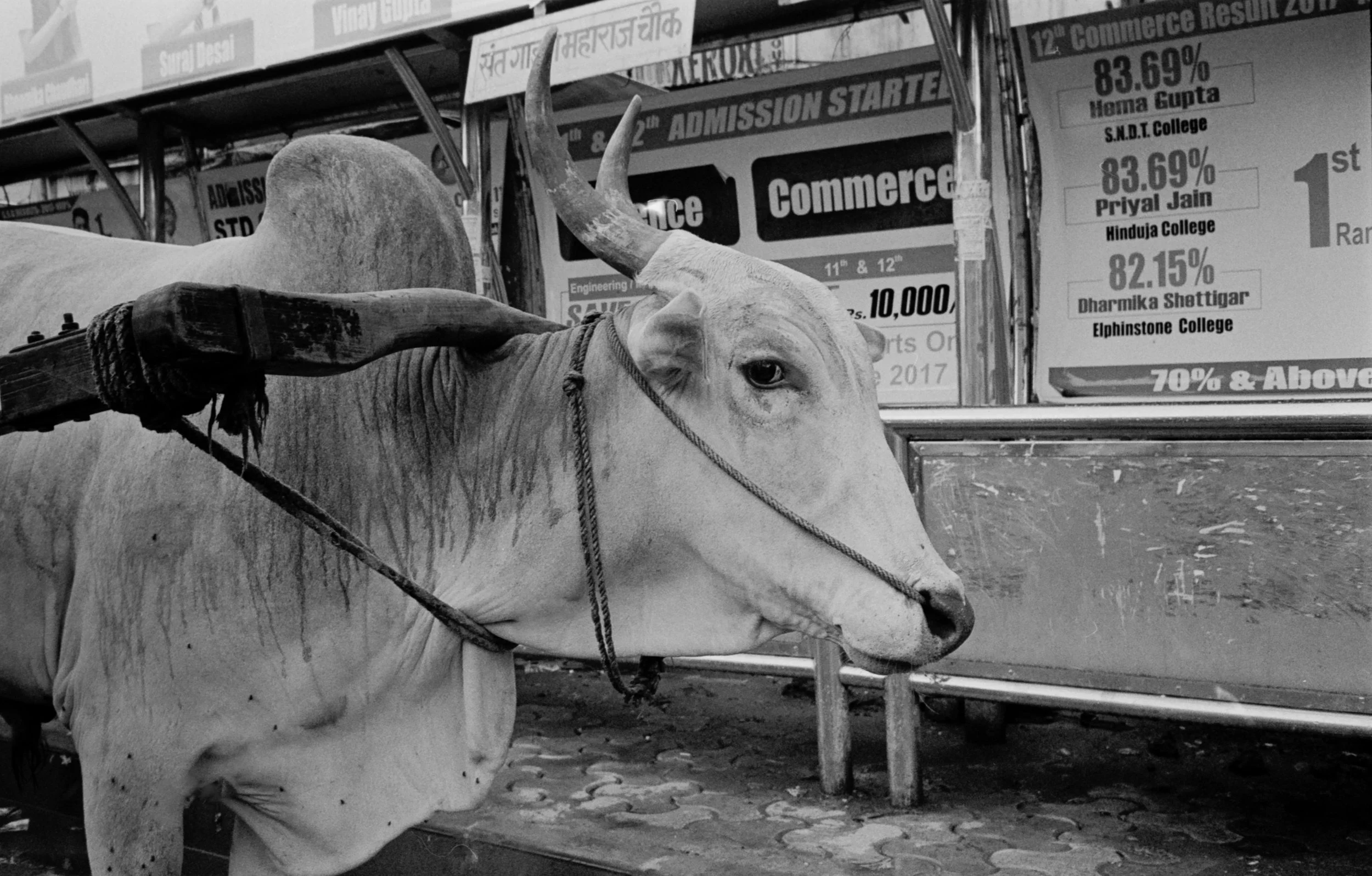 The Neighborhood Cow, Saat Rasta, Mahalaxmi, Mumbai, India