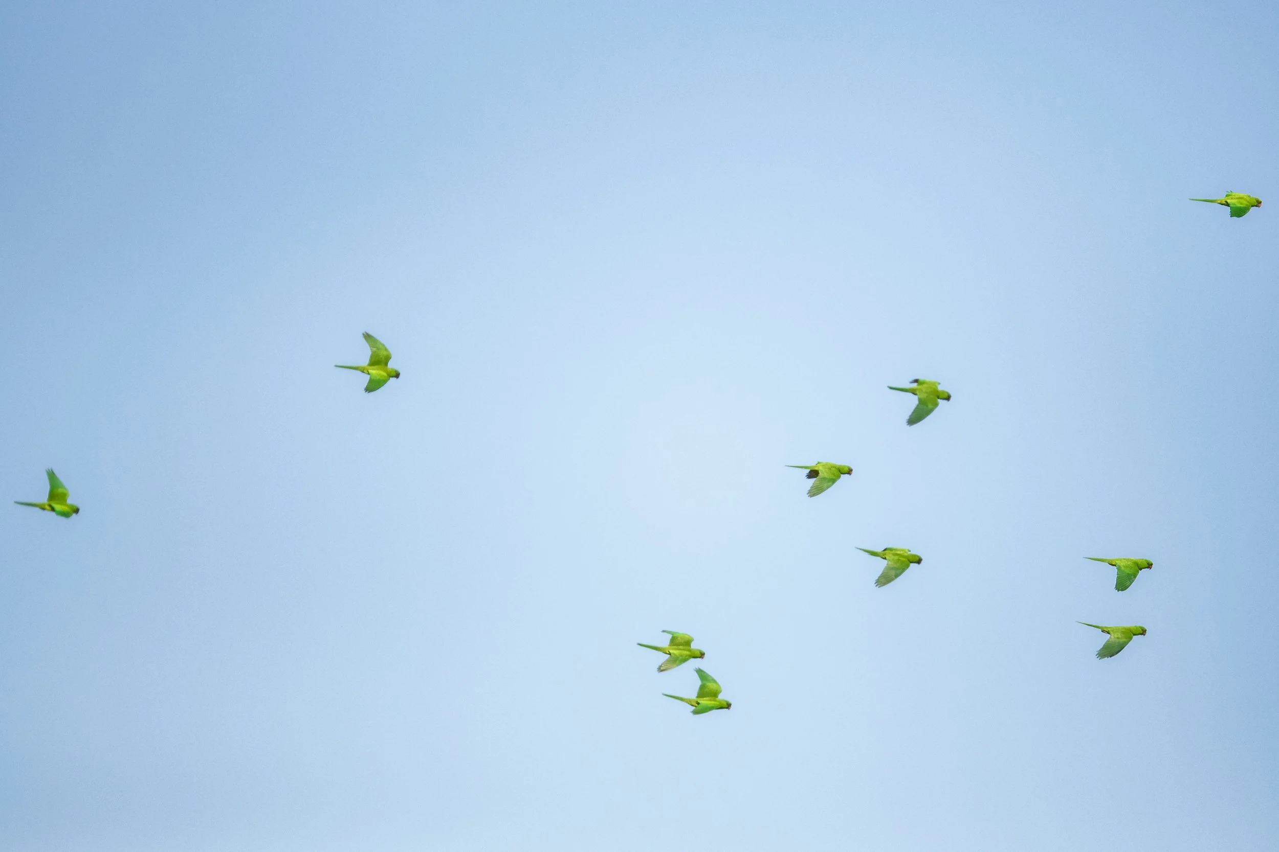 Green Parakeet, Bentsen-Rio Grande Valley State Park, Hidalgo County, Texas