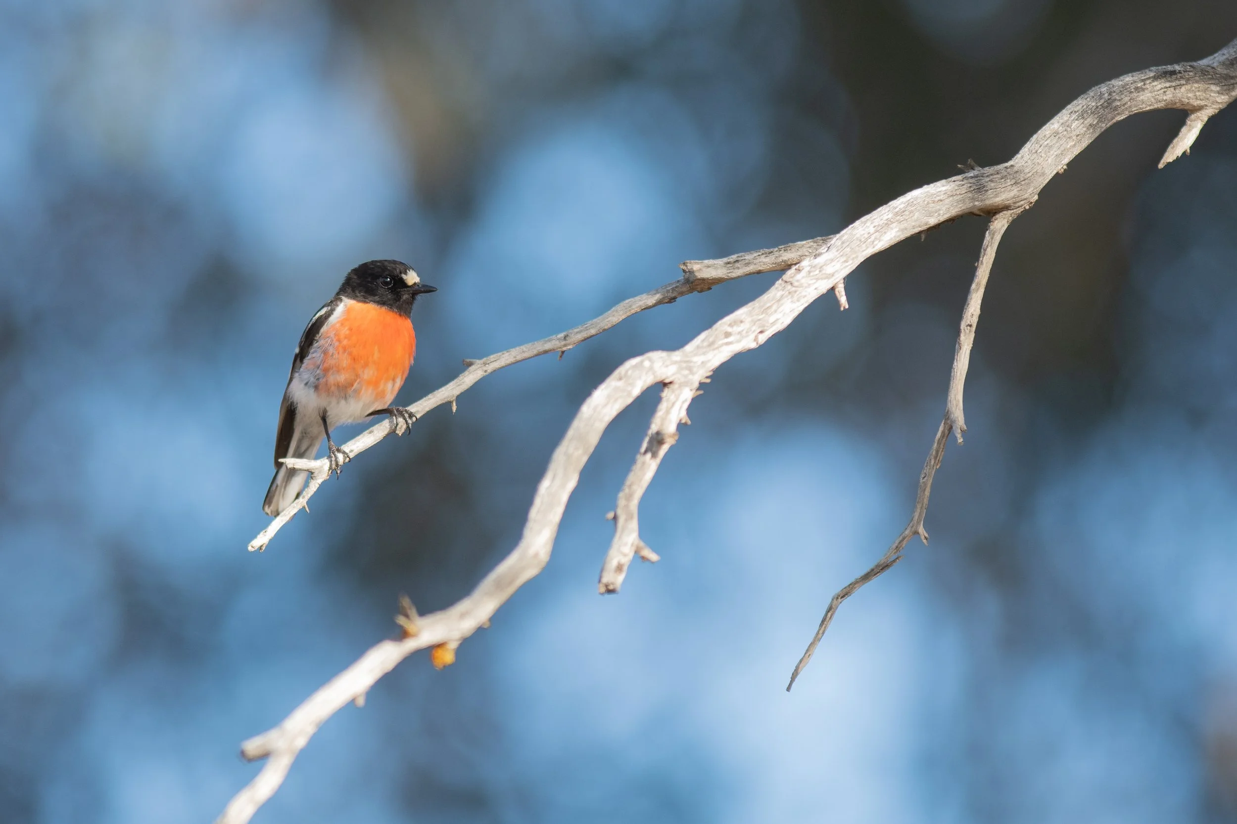 Scarlet Robin, Stirling Range, Gnowangerup, Western Australia, Australia