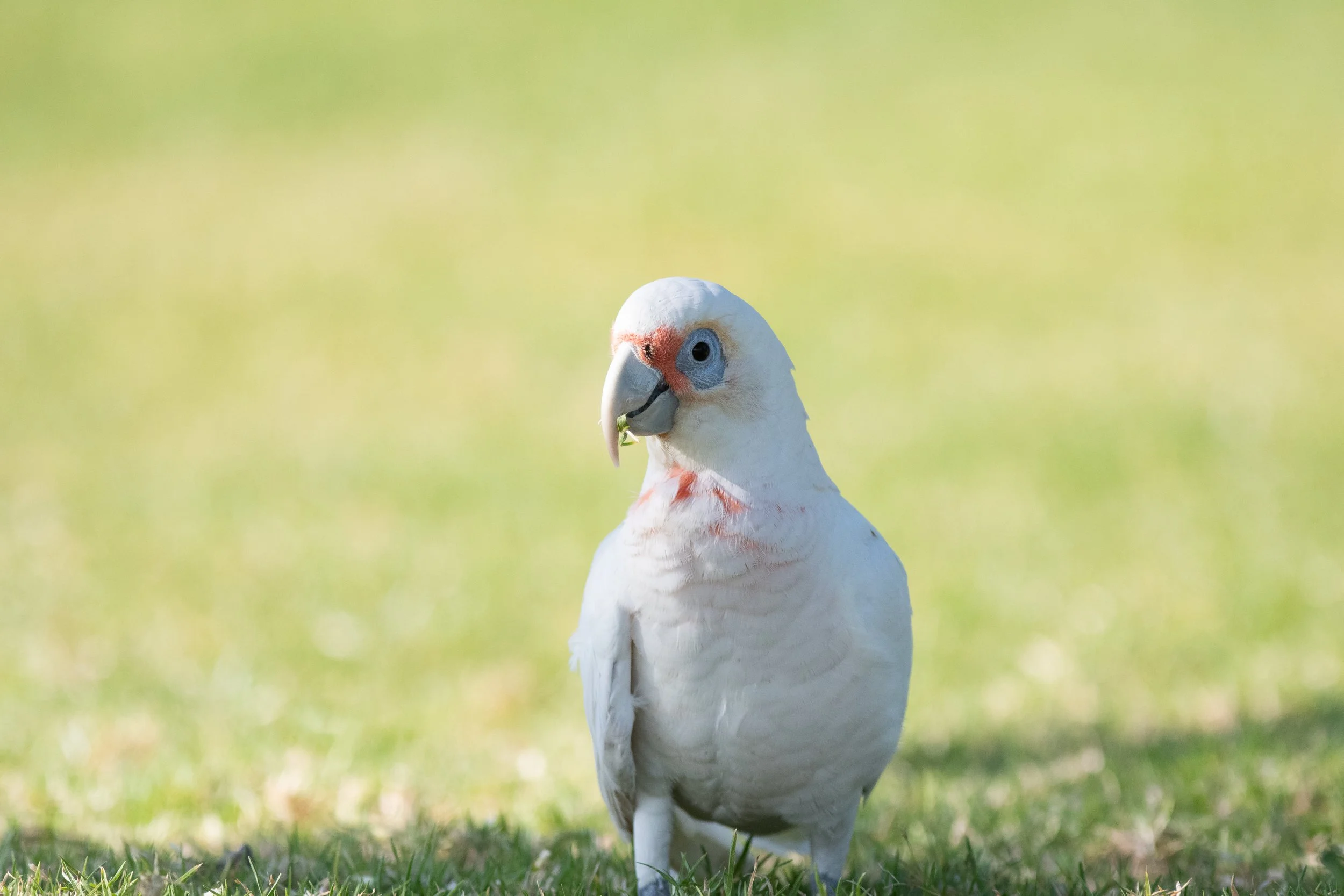 Long-billed Corella, Royal Botanic Gardens, Sydney, New South Wales, Australia