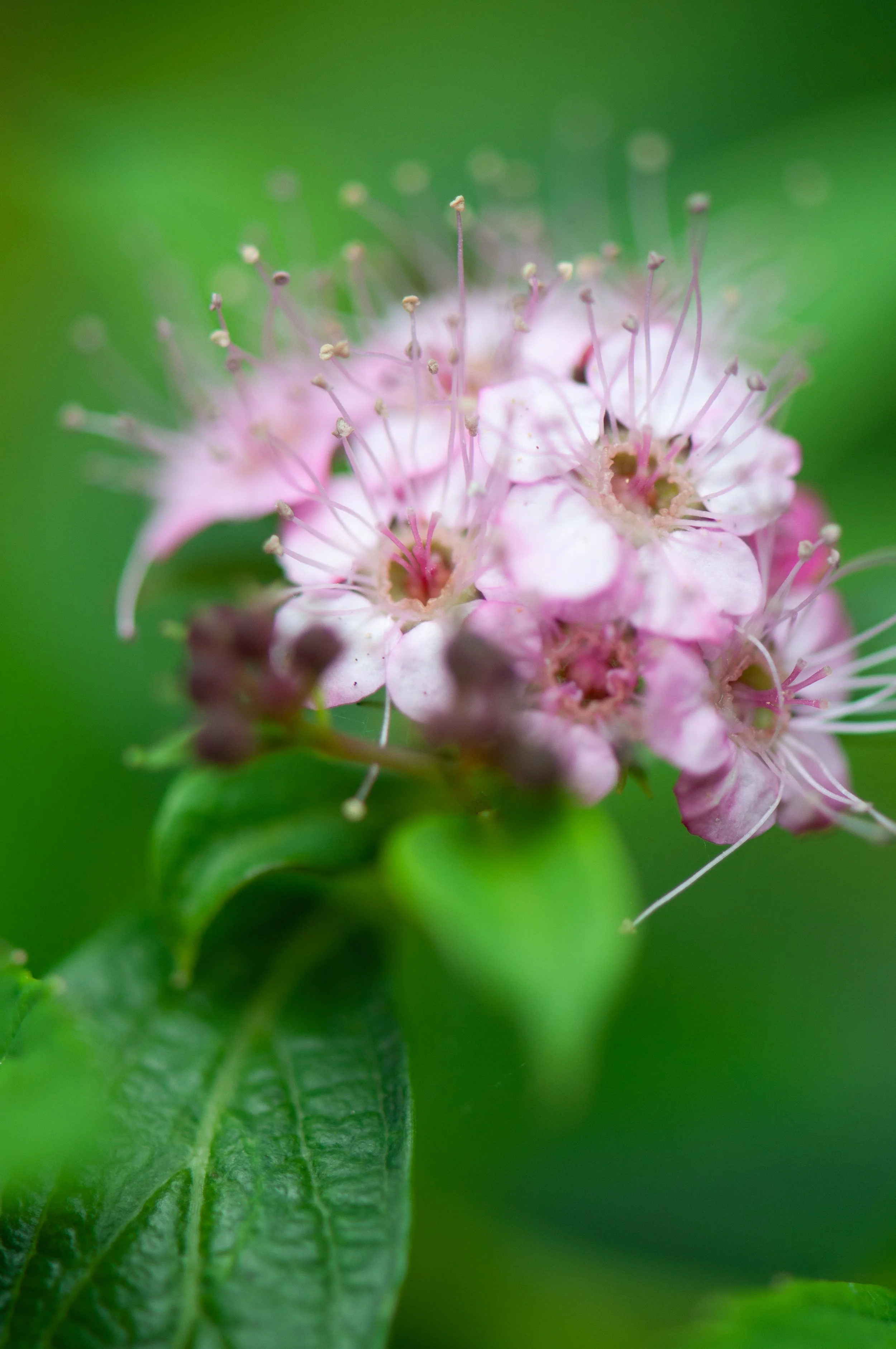 Meadowsweets (Spiraea sp.) - London, United Kingdom - Digital