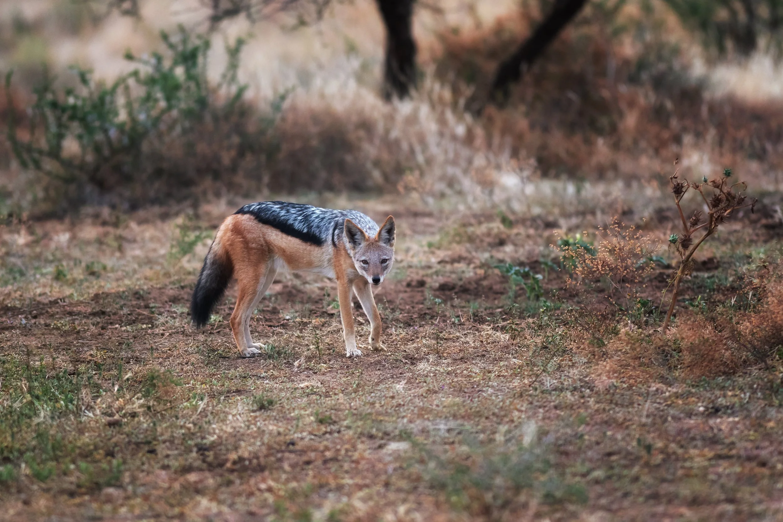 Black-backed Jackal, Pilanesberg, South Africa