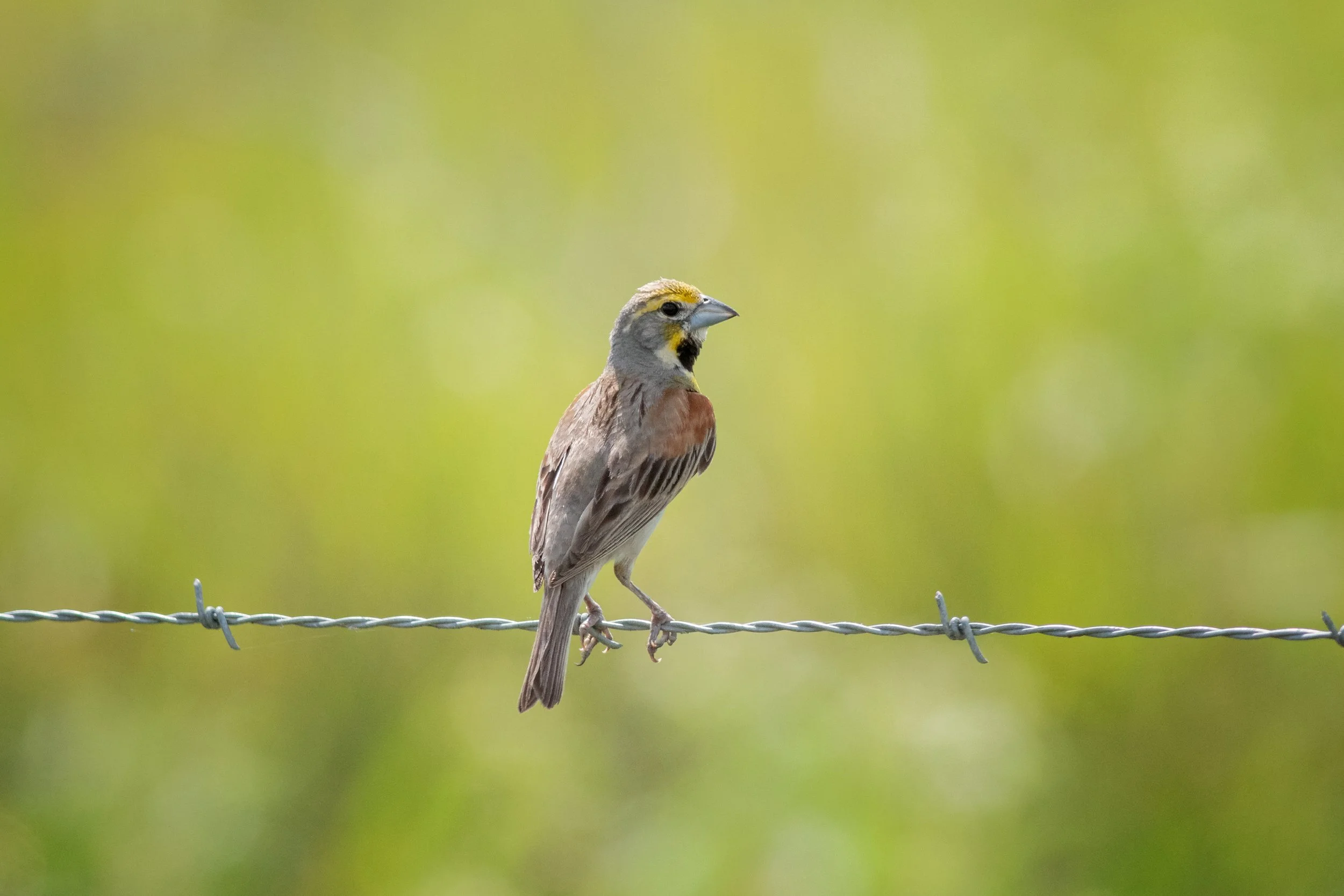 Dickcissel, Attwater Prairie Chicken National Wildlife Refuge, Colorado County, Texas