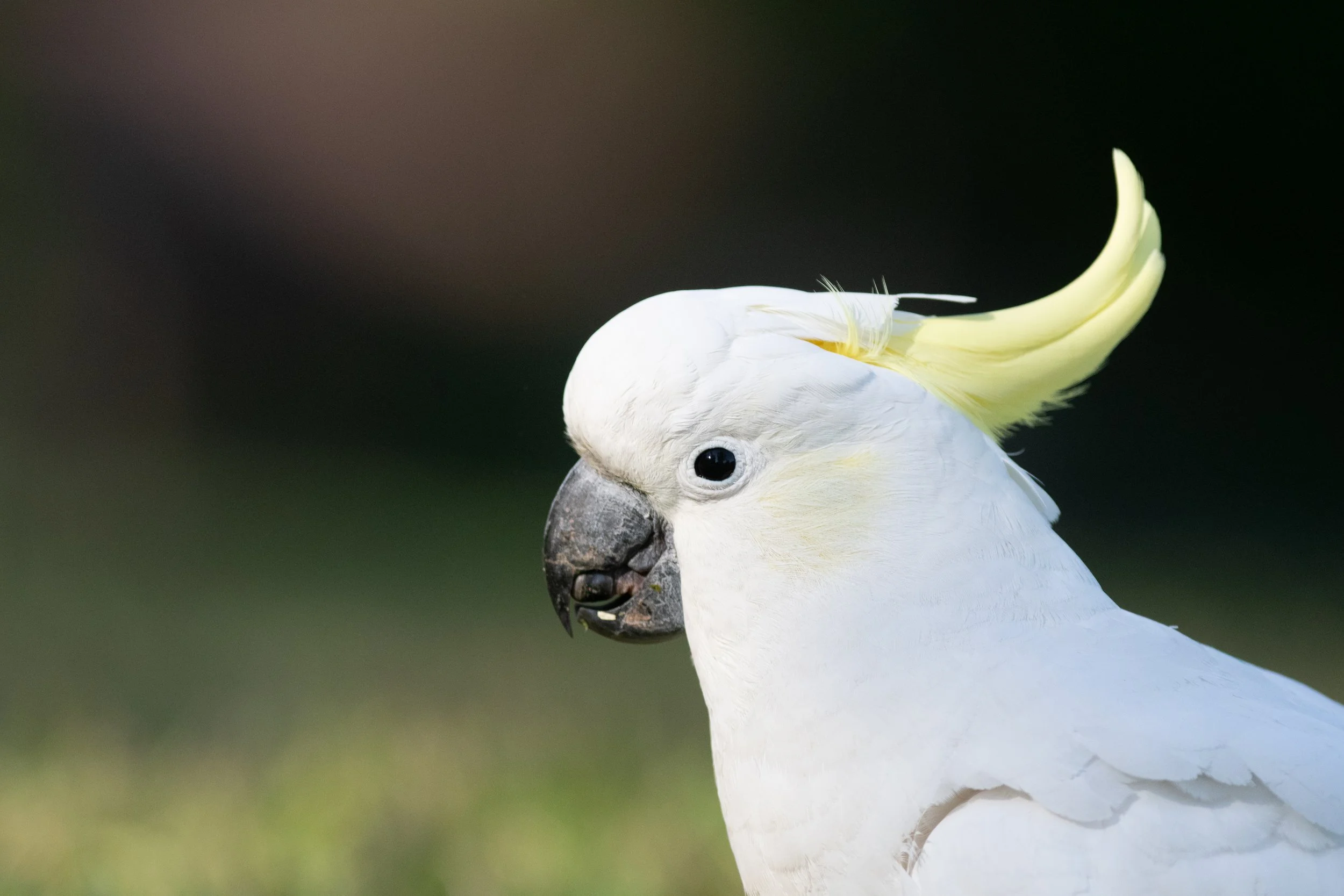 Sulphur-crested Cockatoo, Royal Botanic Gardens, Sydney, New South Wales, Australia