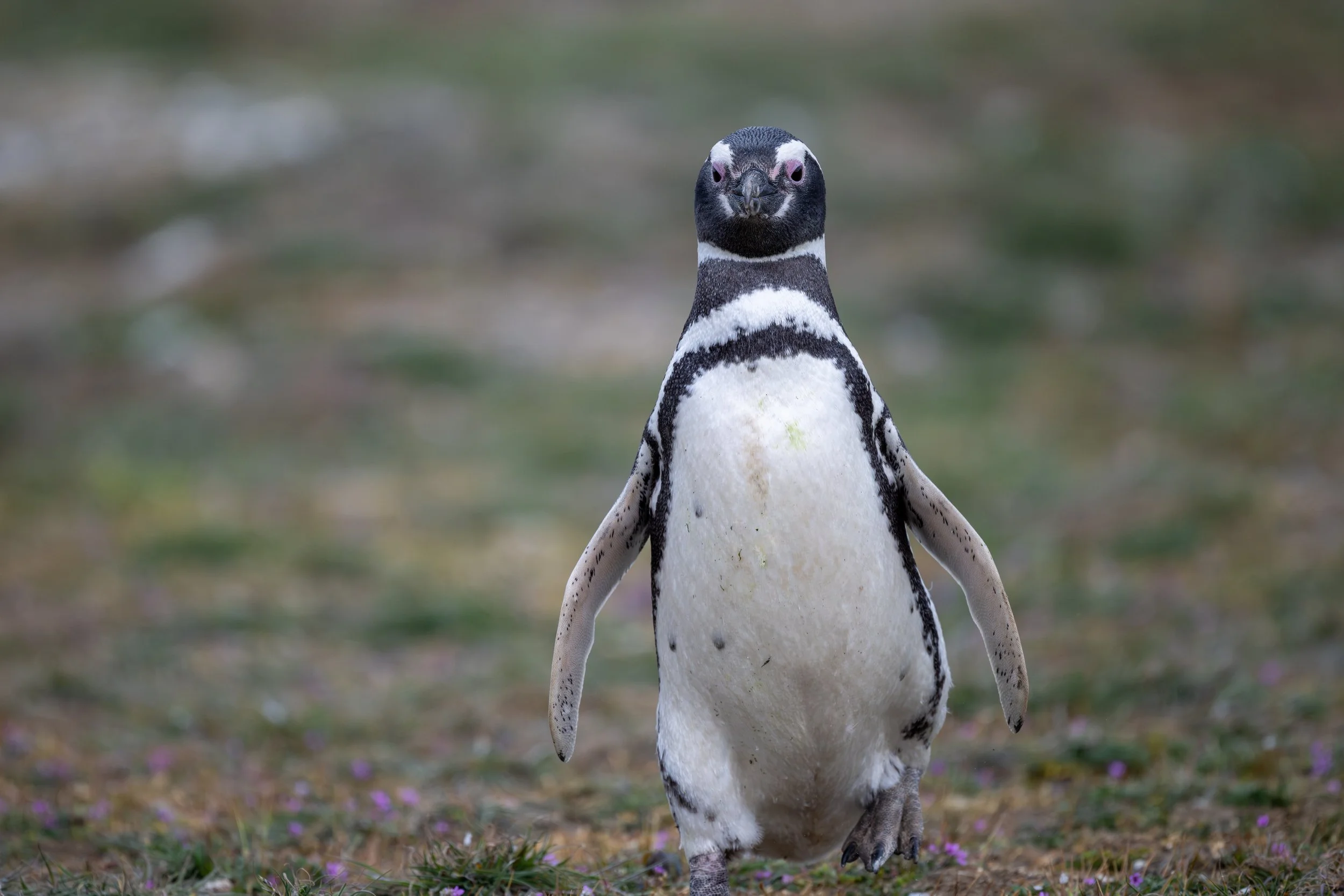 Magellanic Penguin (Campephilus magellanicus) - Isla Magdalena, Magallanes, Chile - Digital