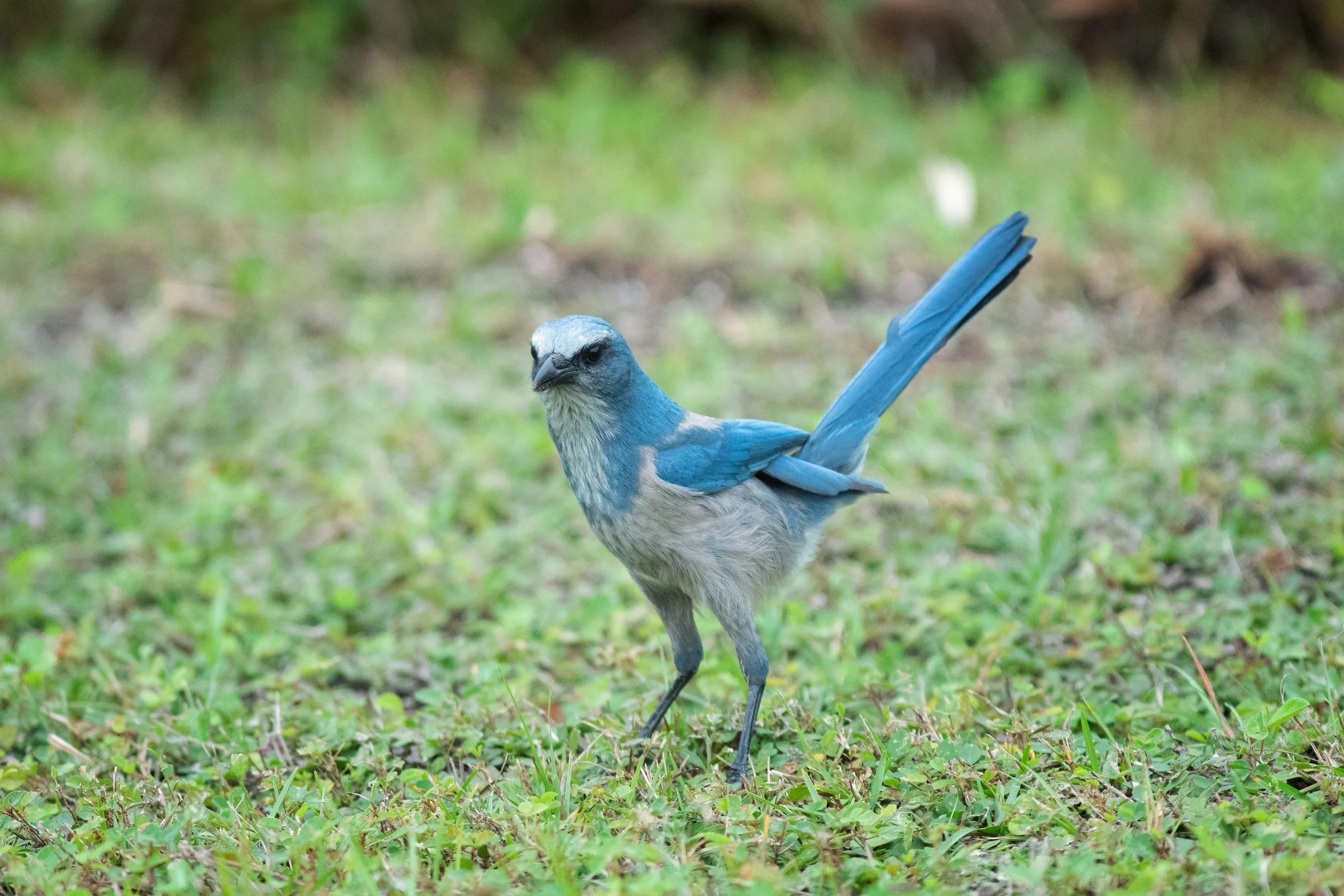 Florida Scrub-Jay, Canaveral National Seashore, Brevard County, Florida