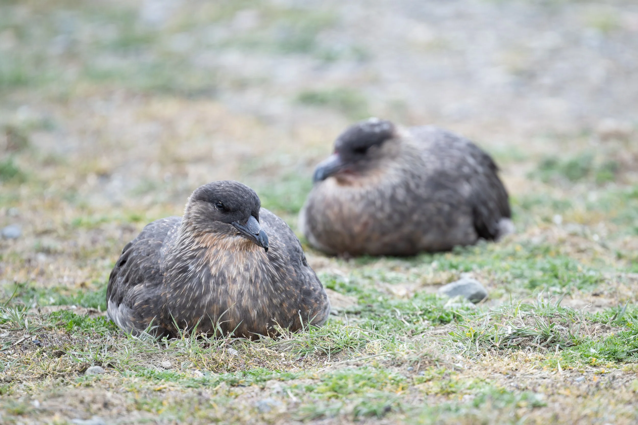 Chilean Skua (Stercorarius chilensis) - Isla Magdalena, Magallanes, Chile - Digital