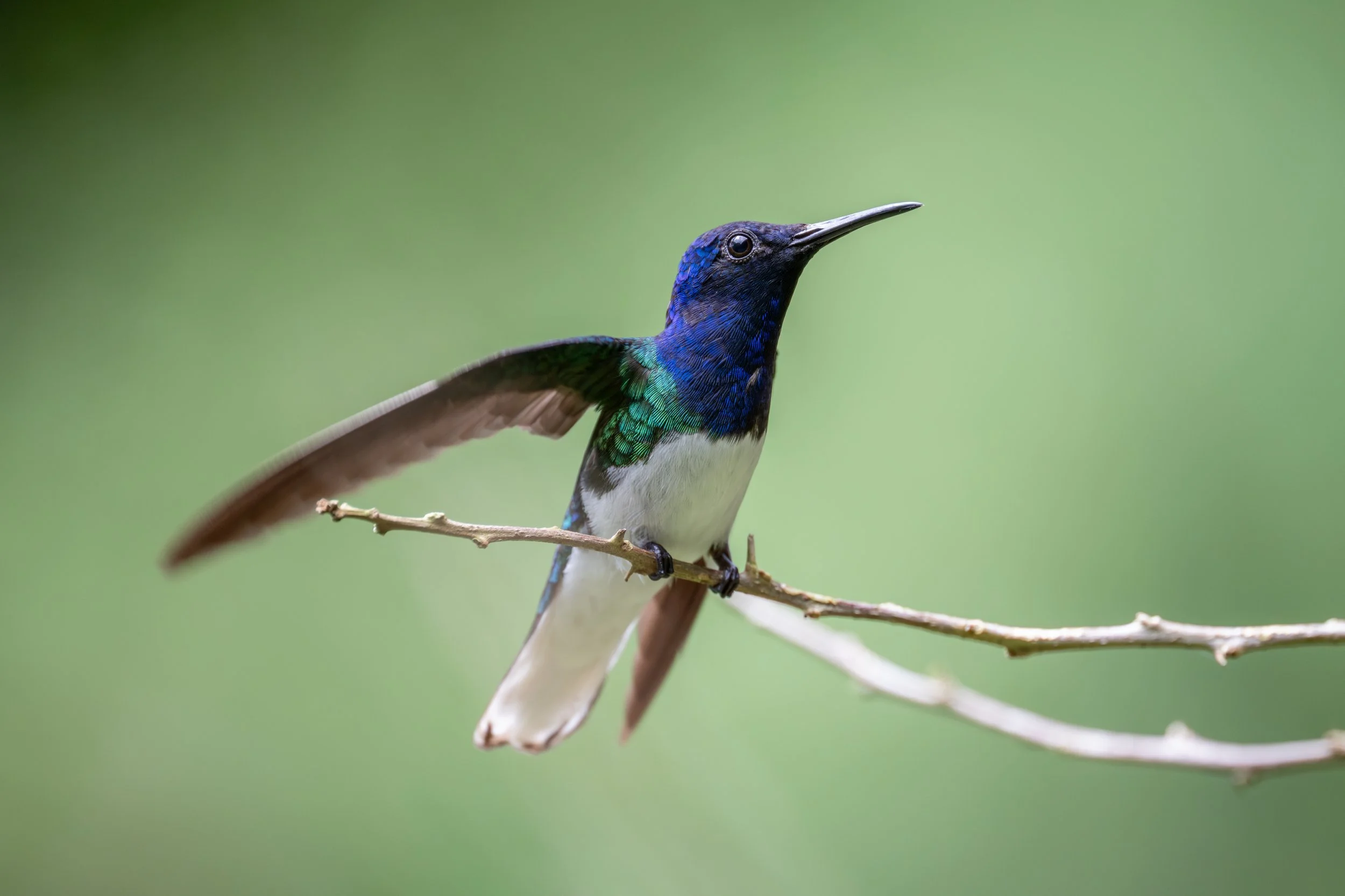 White-necked Jacobin (Florisuga mellivora) - Rancho Naturalista, Cartago, Costa Rica -
Digital