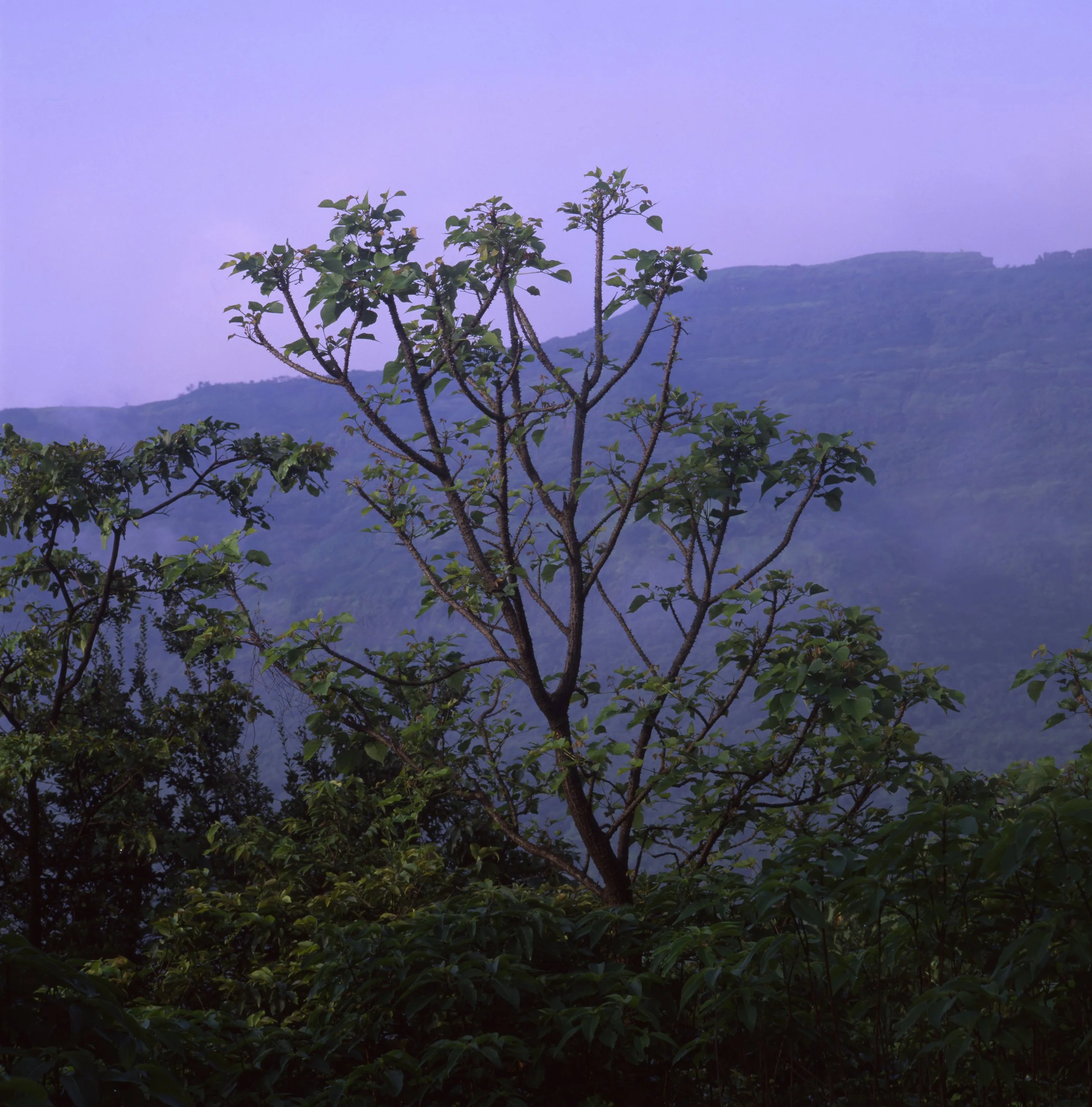 Shillim, Maharashtra, India