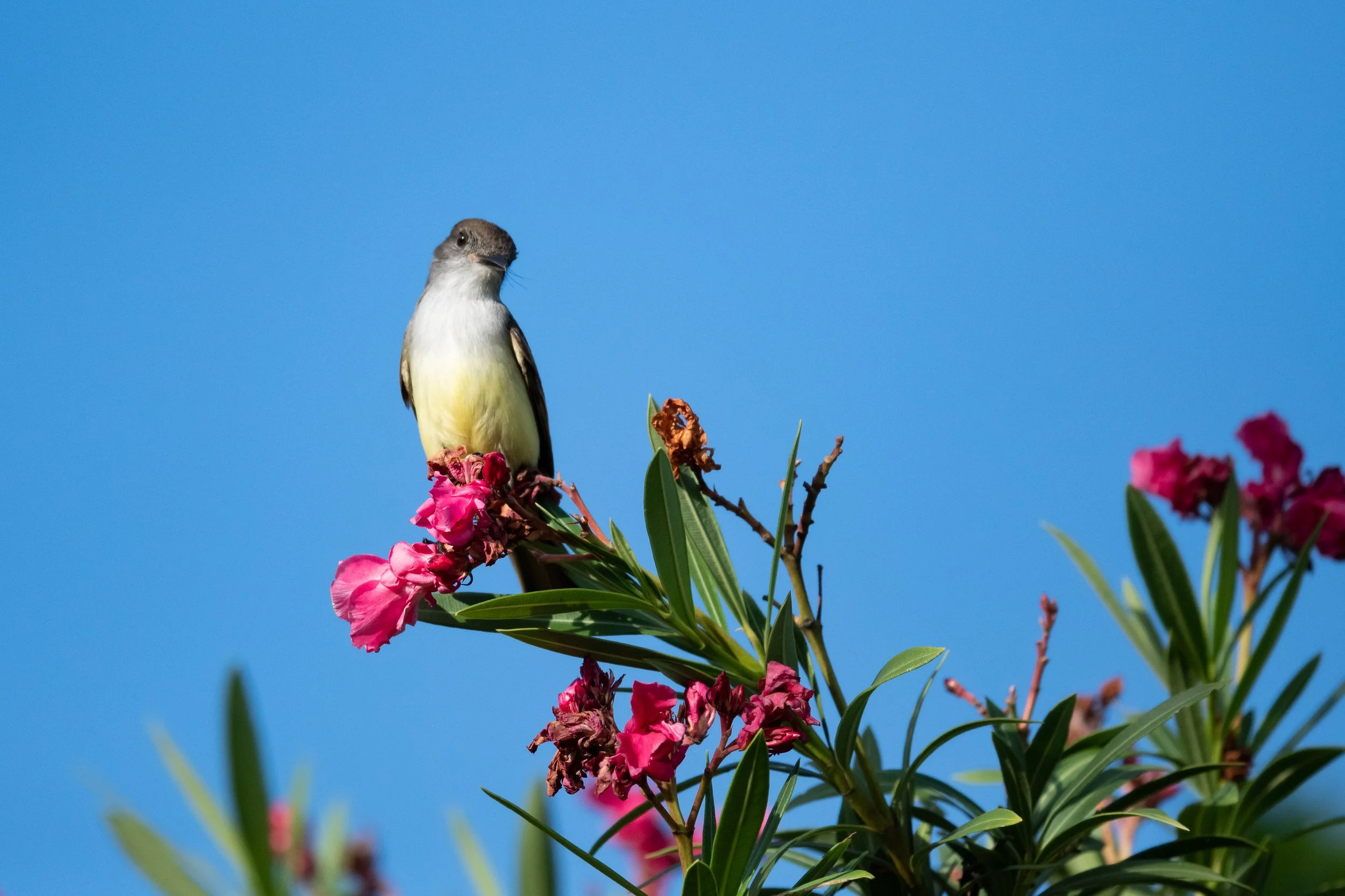 Stolid Flycatcher, Punta Cana, La Altagracia, Dominican Republic