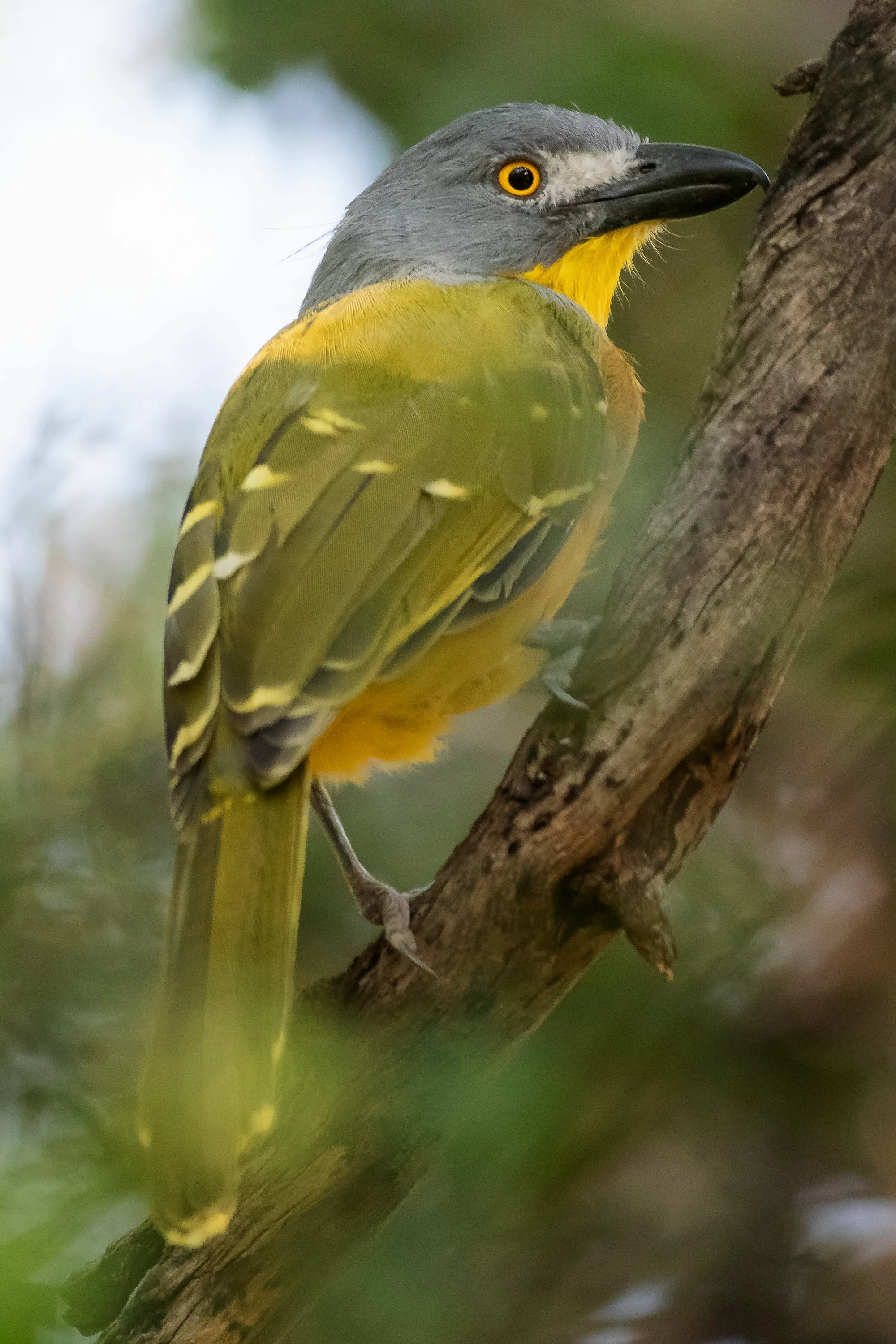 Gray-headed Bushshrike, Pilanesberg National Park, North-West, South Africa